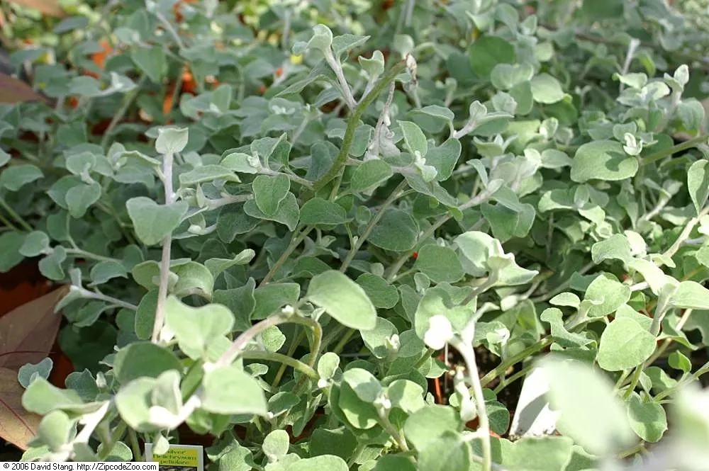 Licorice Plant (Helichrysum Petiolare) — licorice-like aroma when crushed