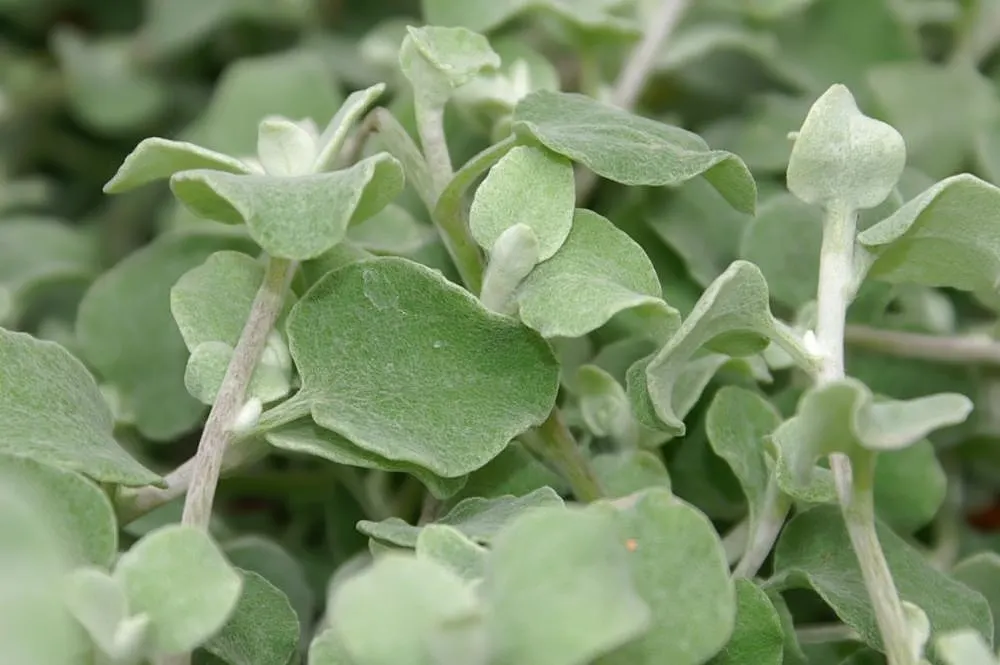 Licorice Plant (Helichrysum Petiolare) — When planning a garden, ensure ample space for its growth and consider its spreading habit; thriving best in