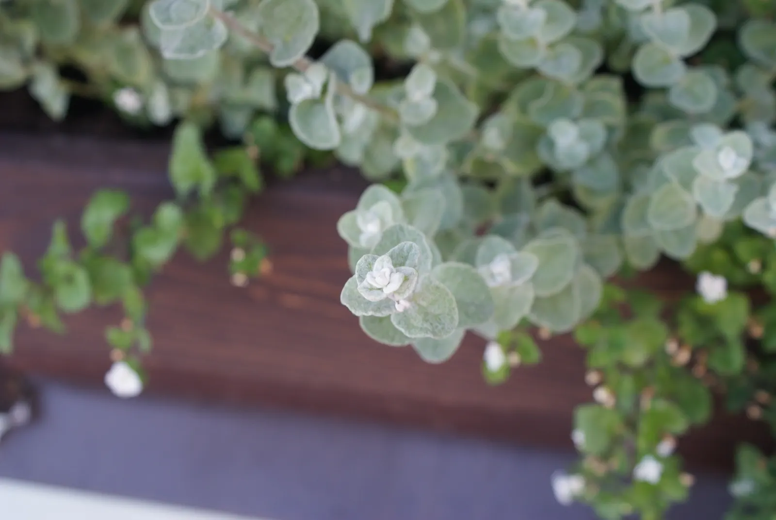 Licorice Plant (Helichrysum Petiolare) — Minimal pruning may be required to maintain shape; making them ideal for hanging baskets