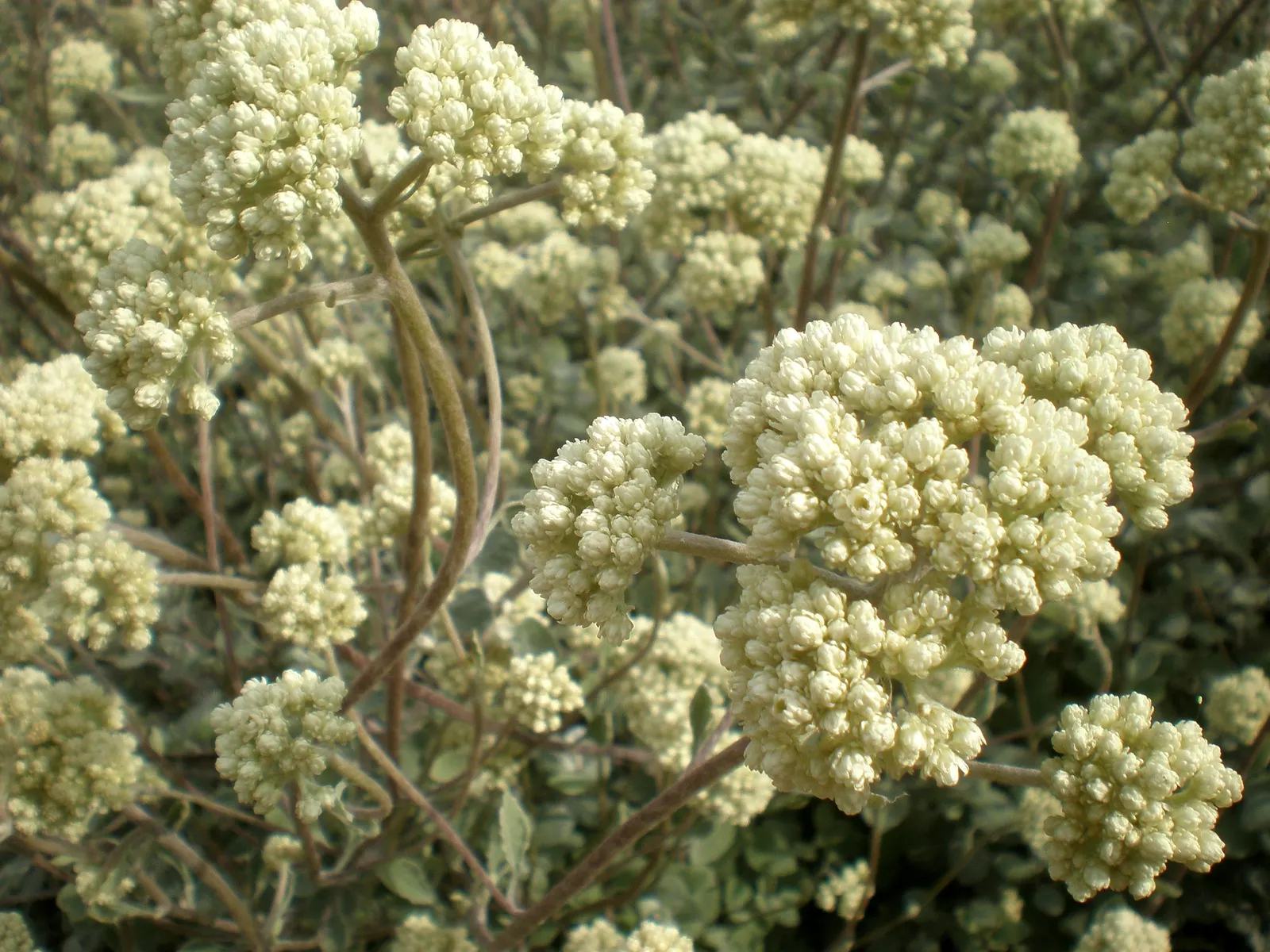 Licorice Plant (Helichrysum Petiolare) — thriving best in well-drained soil and USDA zones 9-11
