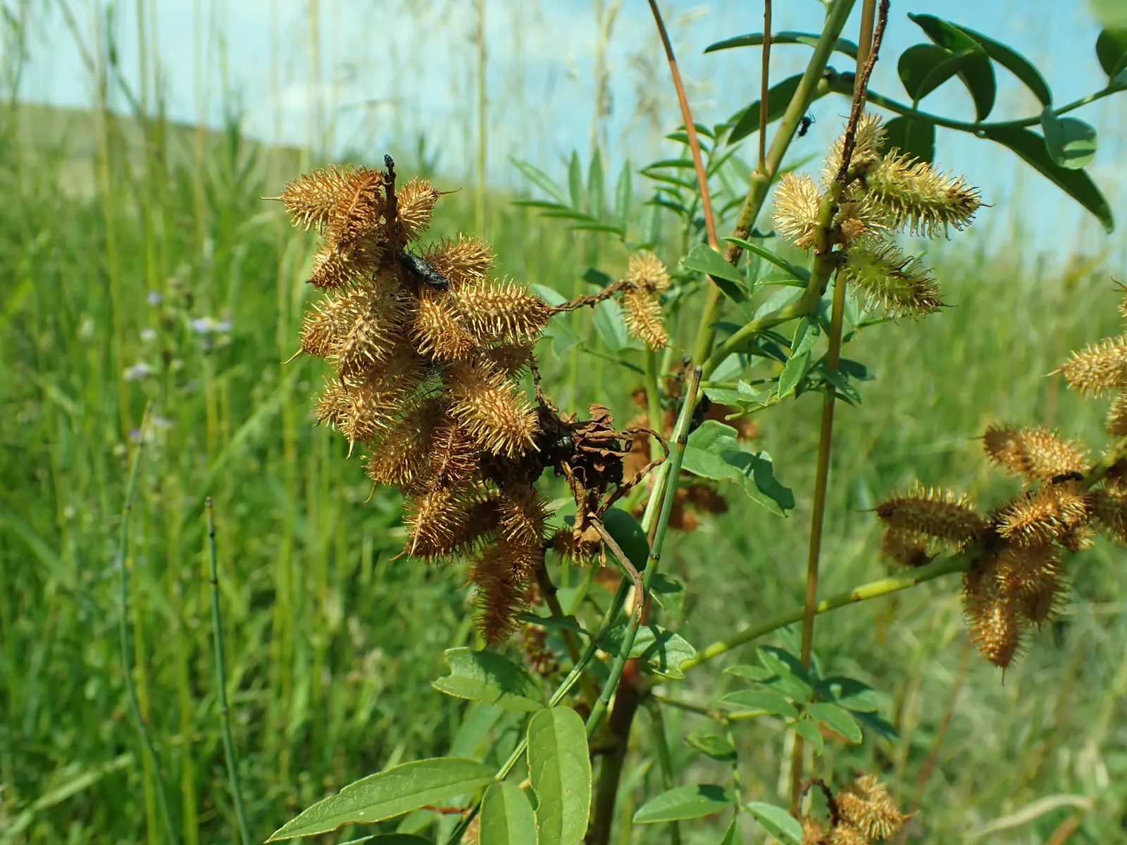 Licorice Plant (Helichrysum Petiolare) — typically reaching sizes of 2 to 4 feet in height and spreading to an expanse of 4 to 6 feet in width