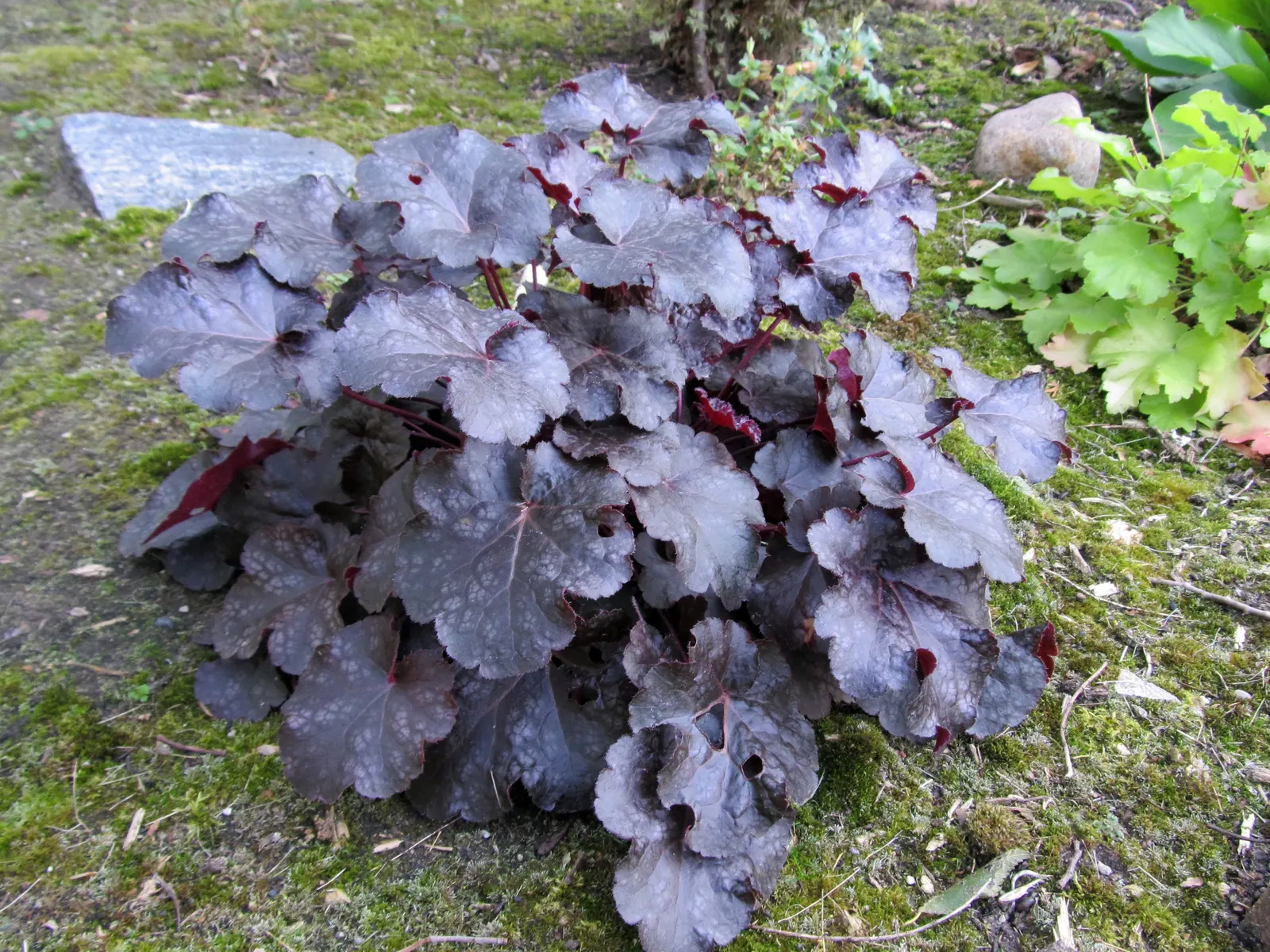 Licorice Plant (Helichrysum Petiolare) — The Licorice Plant (Helichrysum petiolare) is an evergreen perennial known for its velvety; its cascading habit makes