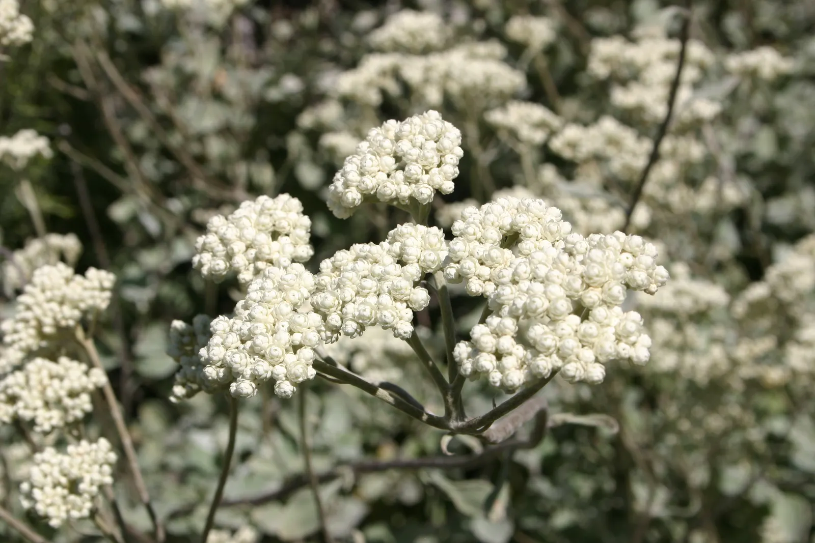 Licorice Plant (Helichrysum Petiolare) — it offers continuous visual interest and requires minimal care