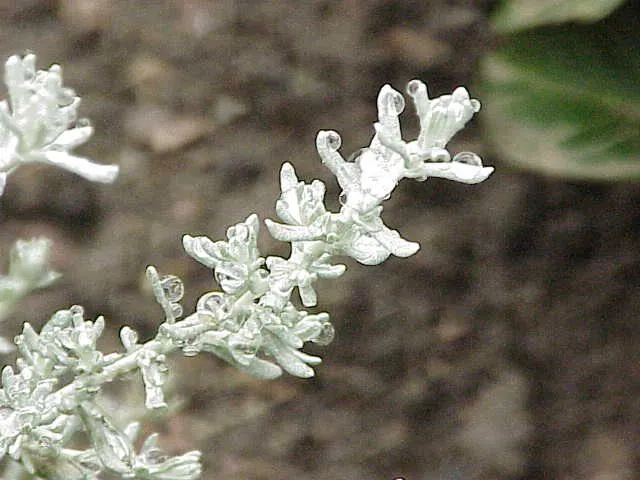 Licorice Plant (Helichrysum Petiolare) — botanically named Helichrysum petiolare