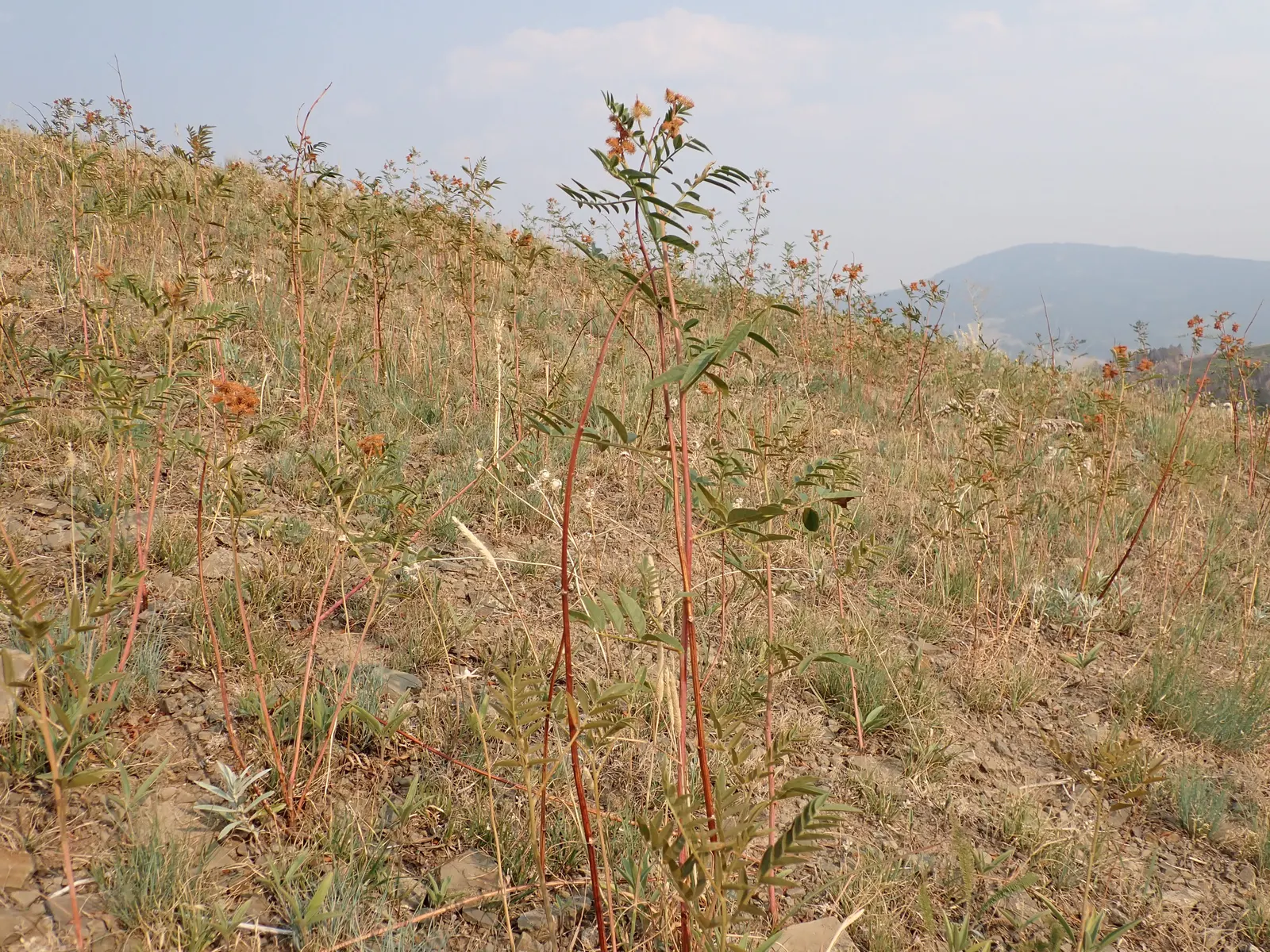 Licorice Plant (Helichrysum Petiolare) — soft-wooded shrub known for its silky