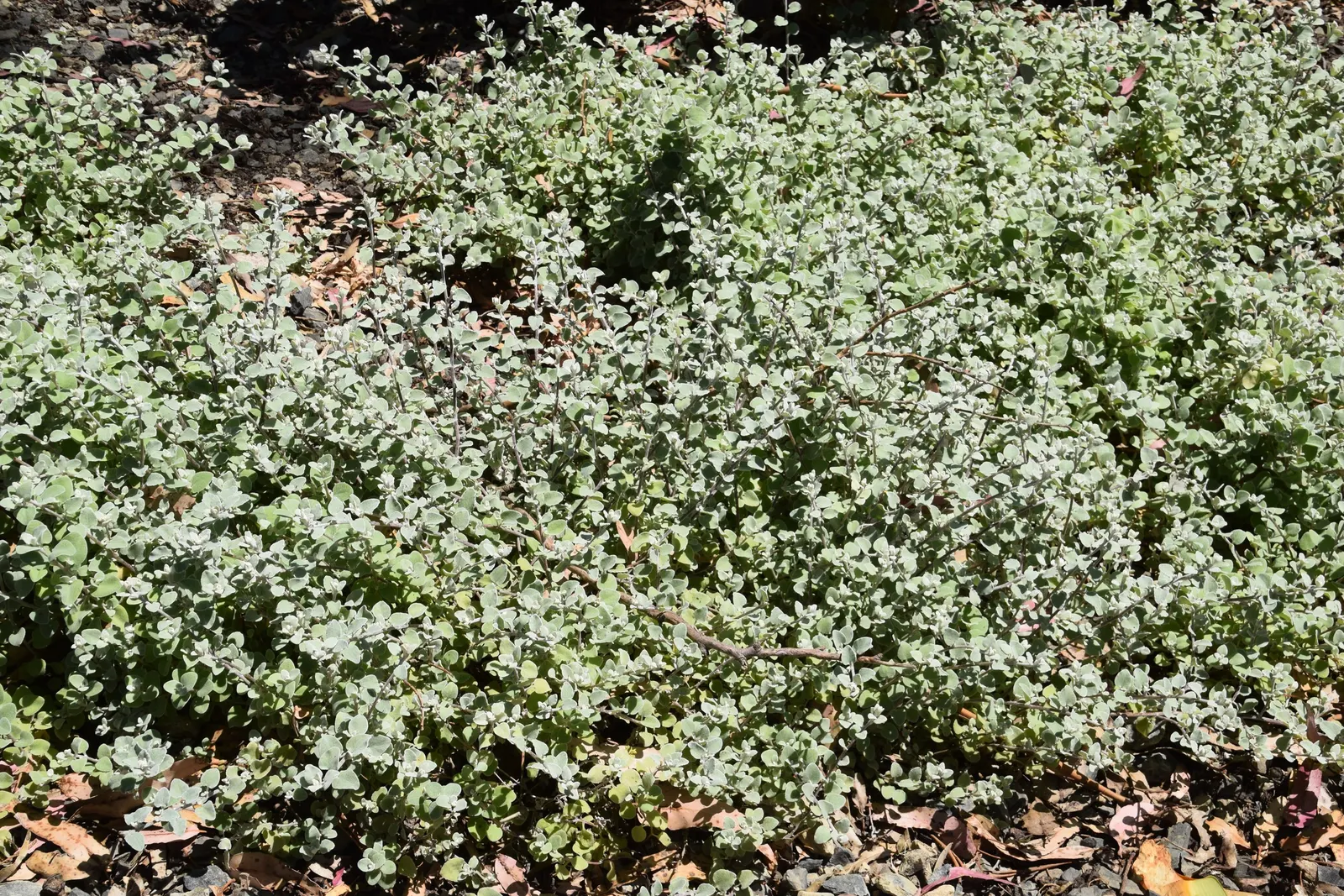 Licorice Plant (Helichrysum Petiolare) — typically reaching sizes of 2 to 4 feet in height and spreading to an expanse of 4 to 6 feet in width, image 60