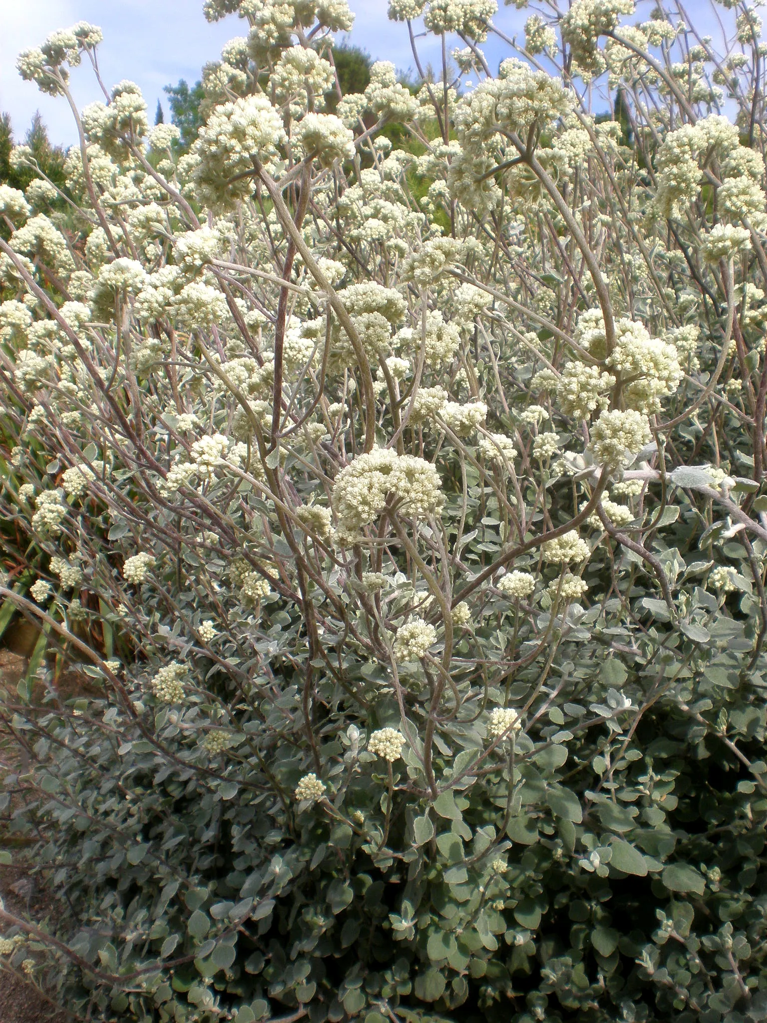 Licorice Plant (Helichrysum Petiolare) — botanically named Helichrysum petiolare; preferring full sun to partial shade, image 56