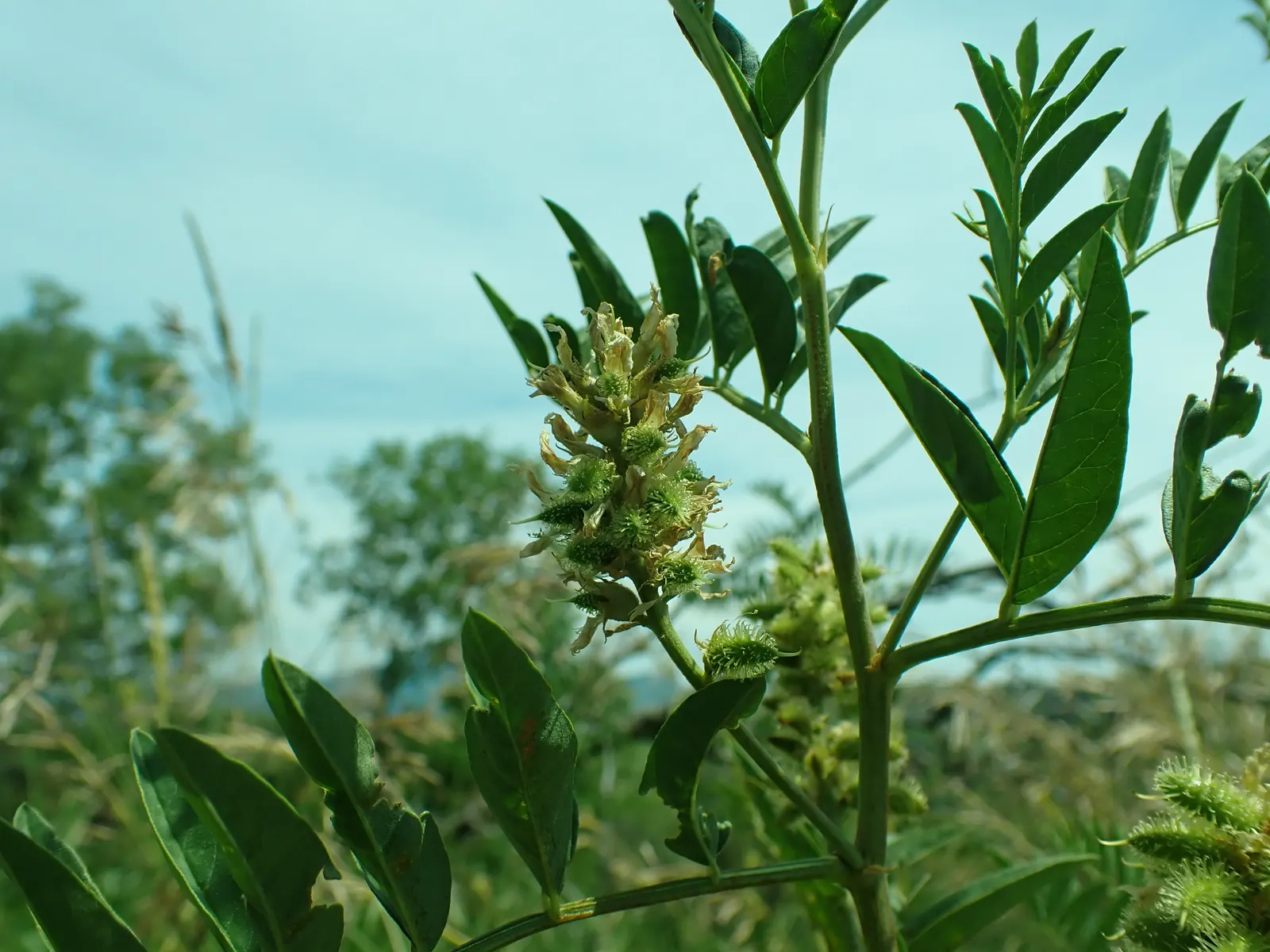 Licorice Plant (Helichrysum Petiolare) — When planning a garden, ensure ample space for its growth and consider its spreading habit