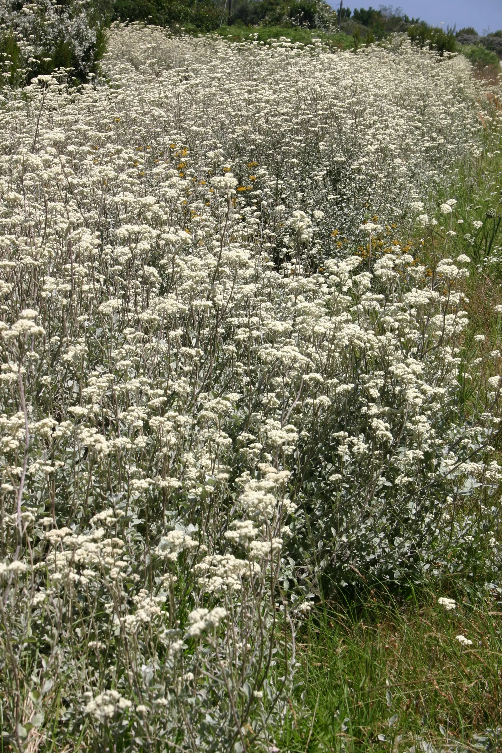 Licorice Plant (Helichrysum Petiolare) — The Licorice Plant (Helichrysum petiolare) is an evergreen perennial known for its velvety; its cascading, image 49