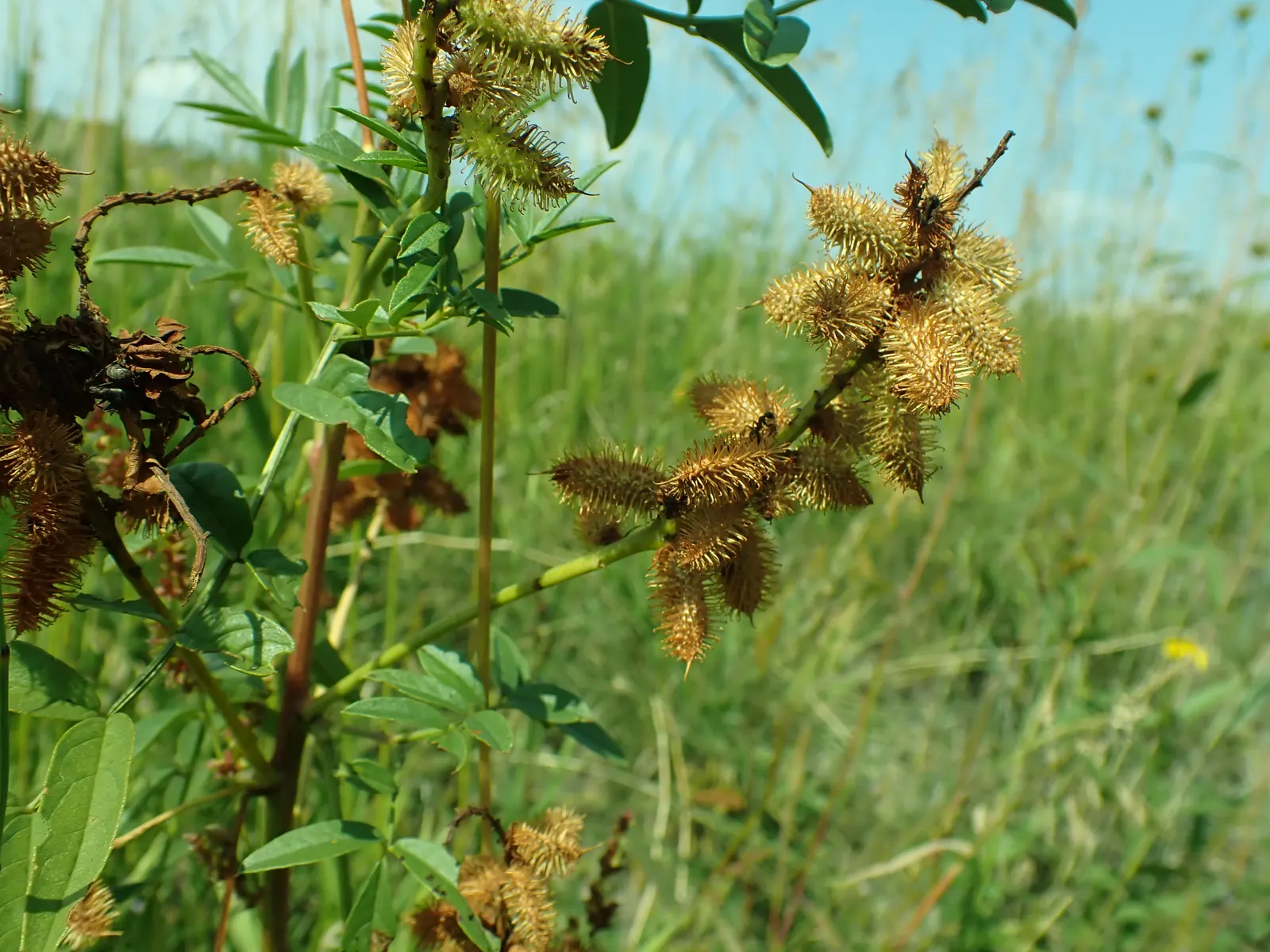 Licorice Plant (Helichrysum Petiolare) — Minimal pruning may be required to maintain shape