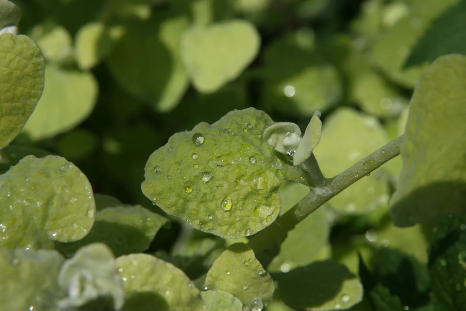 Licorice Plant (Helichrysum Petiolare) — heart-shaped leaves and sweet aroma akin to licorice; licorice-like aroma when crushed, image 50