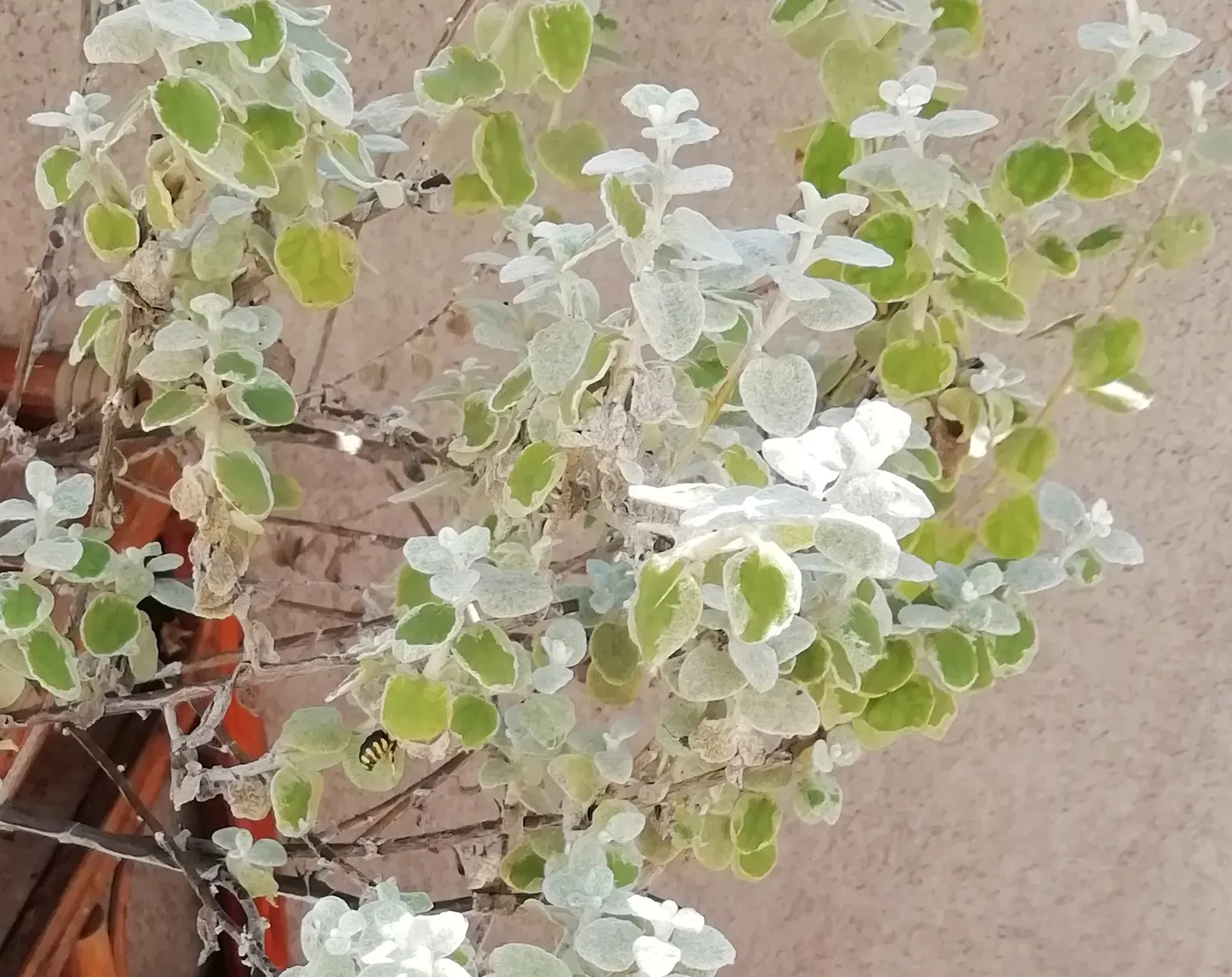Licorice Plant (Helichrysum Petiolare) — its cascading habit makes it ideal for hanging baskets and borders; the Licorice Plant (Helichrysum, image 52