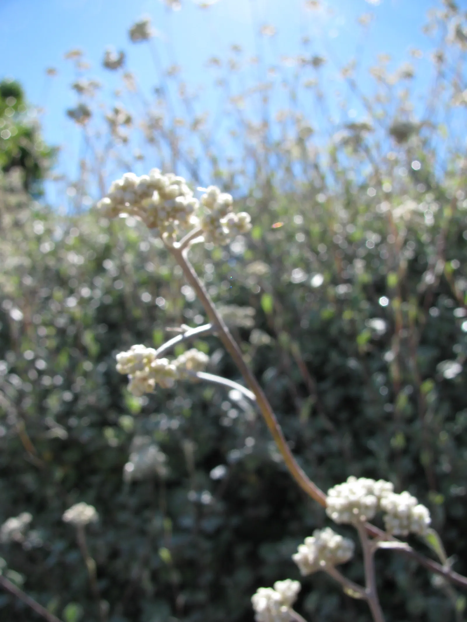 Licorice Plant (Helichrysum Petiolare) — due to its neutral tones and texture
