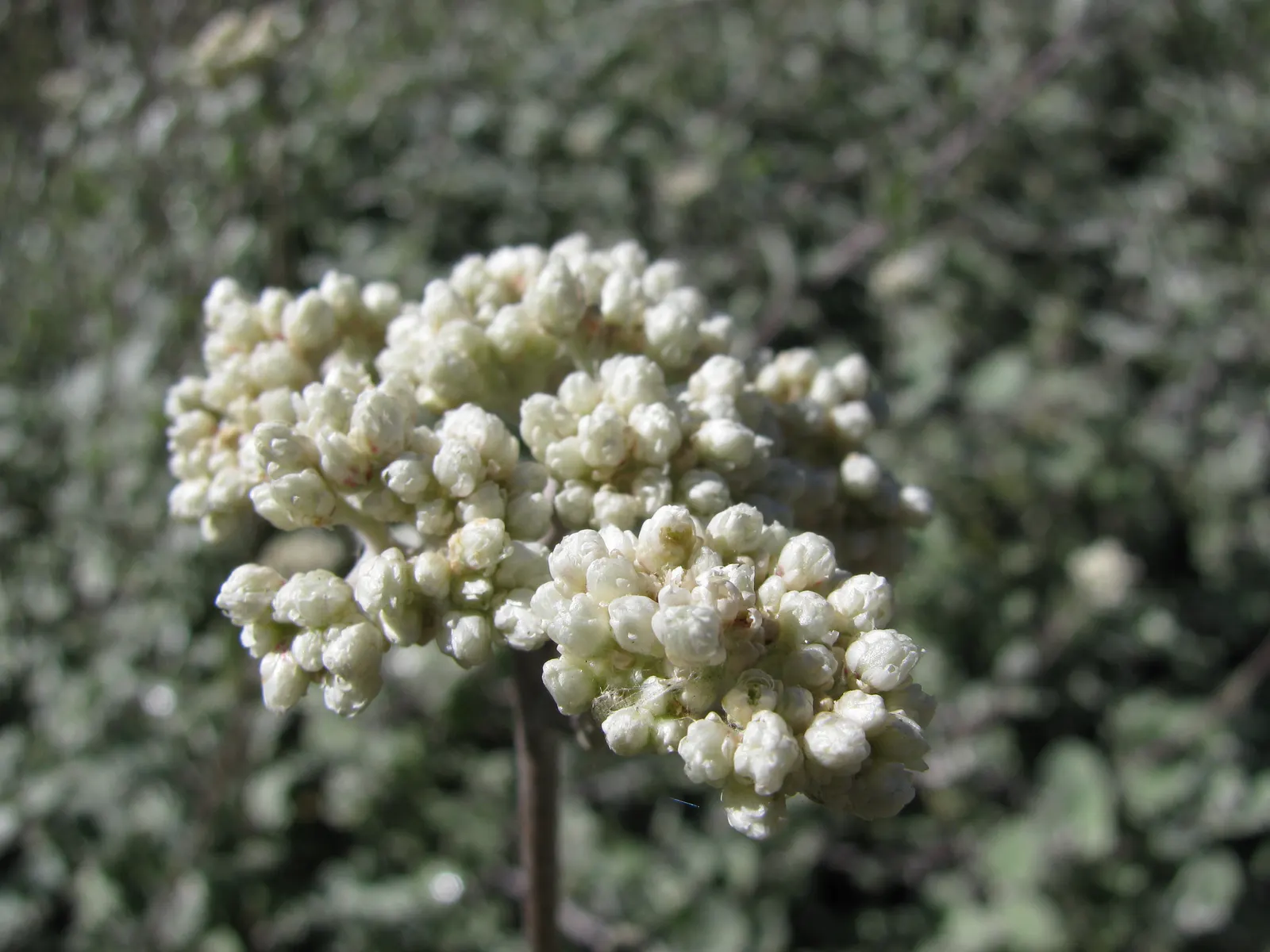 Licorice Plant (Helichrysum Petiolare) — It rarely flowers, with its aesthetic appeal residing principally in its foliage