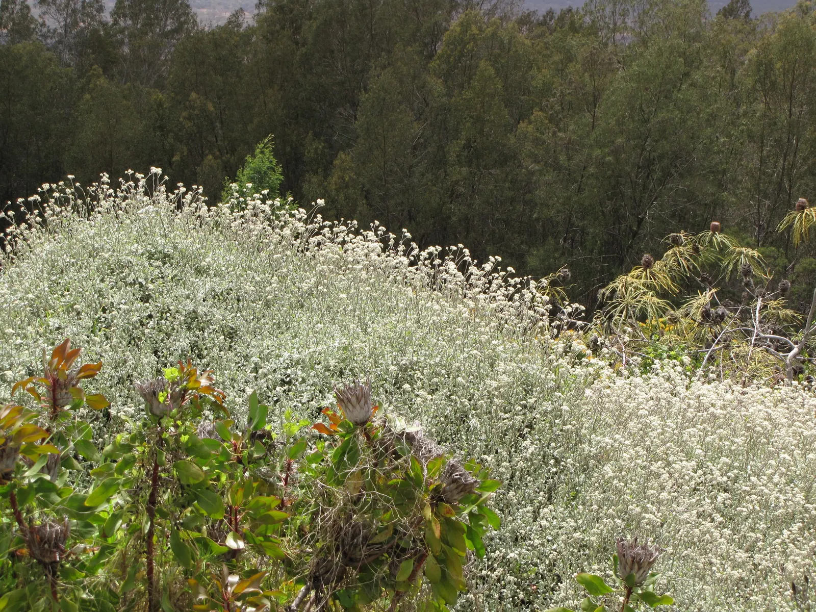 Licorice Plant (Helichrysum Petiolare) — it serves as an excellent foil for brighter blooms or darker foliage plants