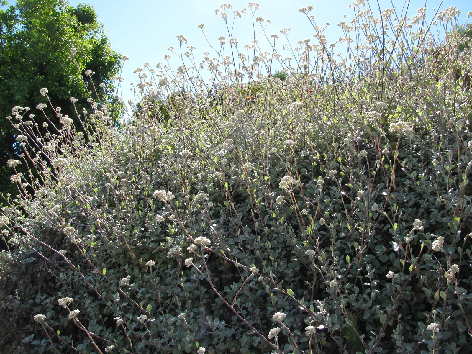 Licorice Plant (Helichrysum Petiolare) — cascade perfectly over edges; helichrysum petiolare thrives in USDA hardiness zones 9 to 11, image 61