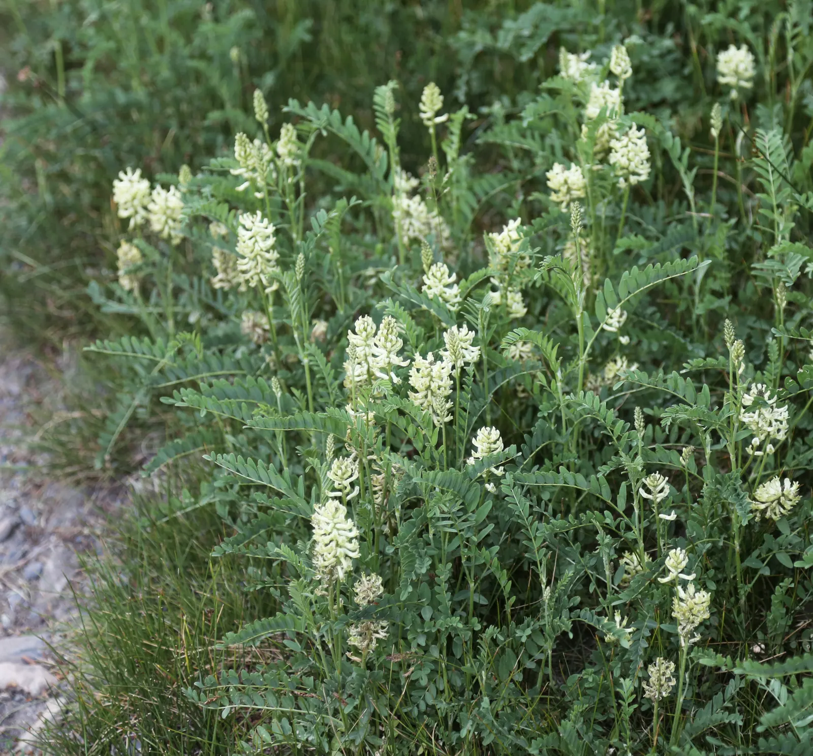 Licorice Plant (Helichrysum Petiolare) — Helichrysum petiolare thrives in USDA hardiness zones 9 to 11