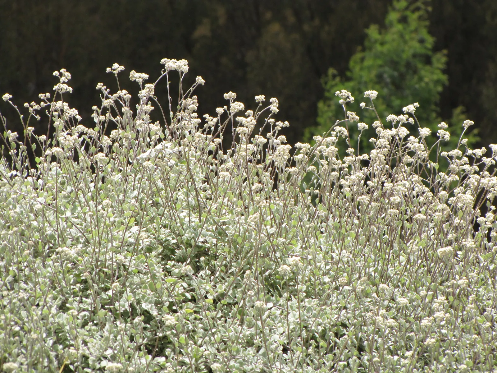 Licorice Plant (Helichrysum Petiolare) — heart-shaped leaves and sweet aroma akin to licorice