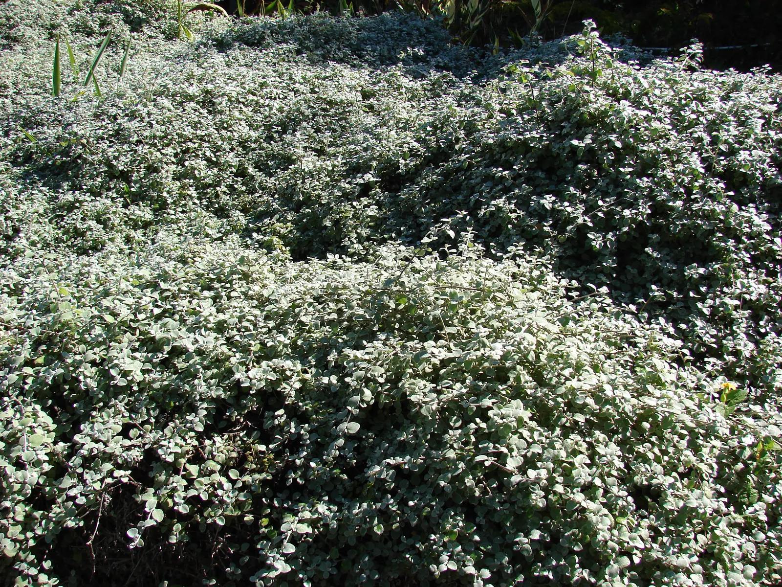 Licorice Plant (Helichrysum Petiolare) — and as ground cover to fill gaps or cascade over walls and terraces.<br><br>Originating from South Africa, image 63