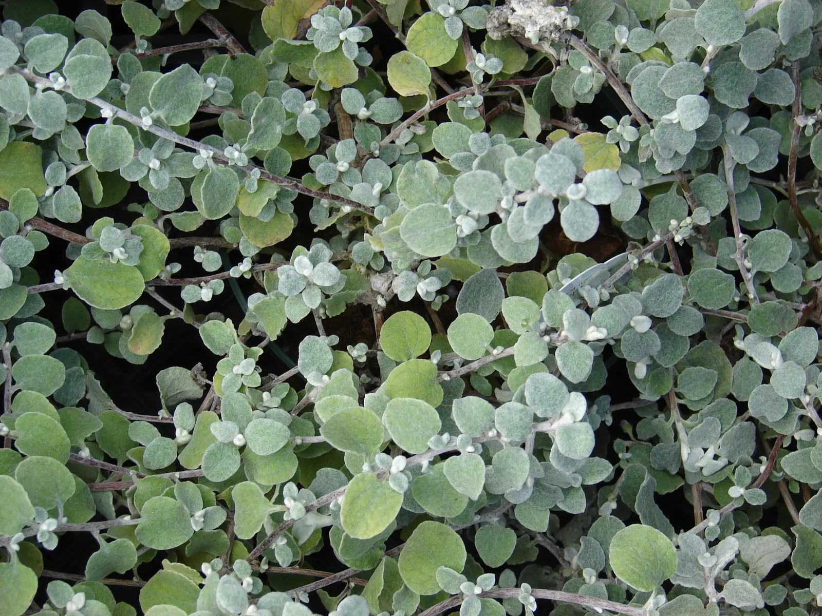 Licorice Plant (Helichrysum Petiolare) — Often reaching up to 2 feet tall and spreading 4 feet wide; needing at least 6 hours of sun exposure per, image 51