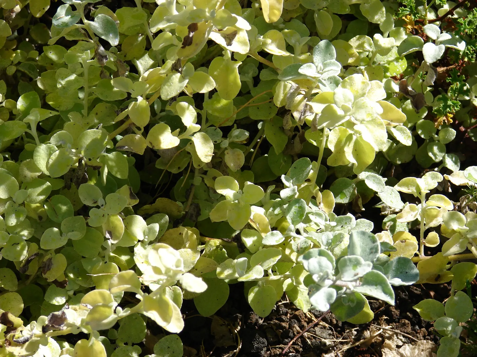 Licorice Plant (Helichrysum Petiolare) — it offers continuous visual interest and requires minimal care; and as ground cover to fill gaps or cascade over walls
