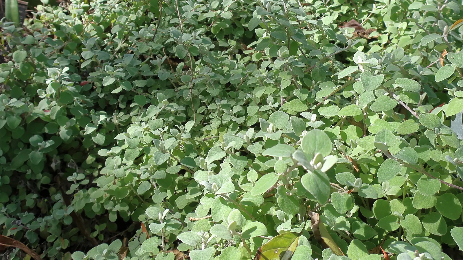 Licorice Plant (Helichrysum Petiolare) — licorice-like aroma when crushed; heart-shaped leaves and sweet aroma akin to licorice