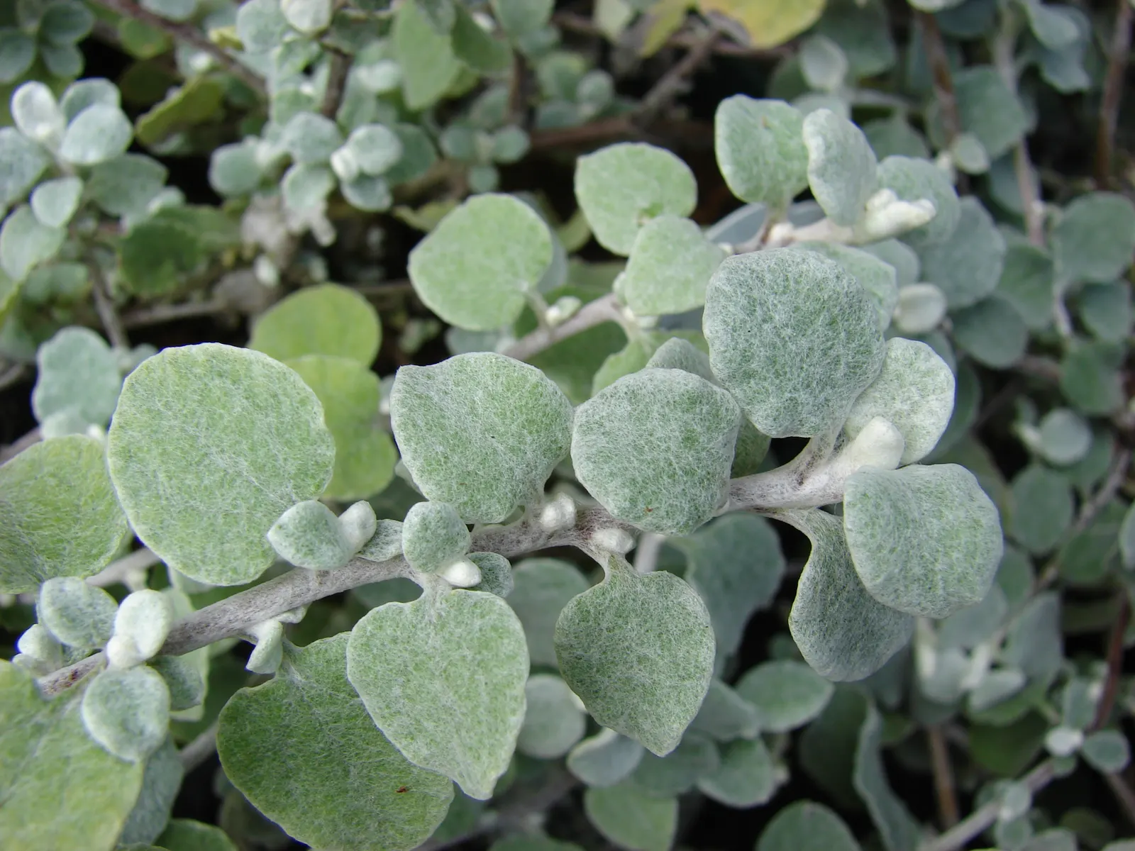 Licorice Plant (Helichrysum Petiolare) — soft-wooded shrub known for its silky; typically reaching sizes of 2 to 4 feet in height and spreading to, image 57