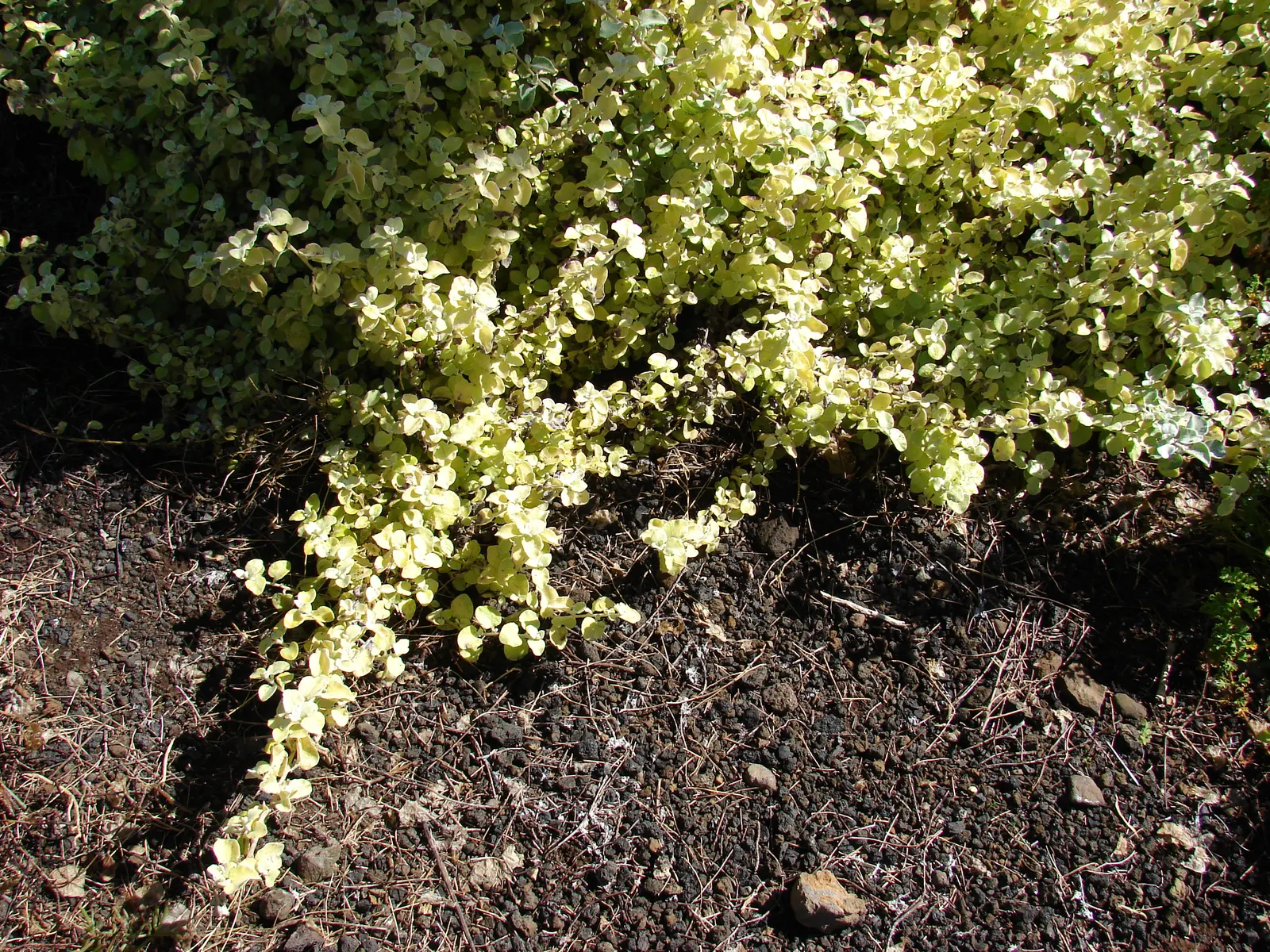 Licorice Plant (Helichrysum Petiolare) — Preferring full sun to partial shade; botanically named Helichrysum petiolare