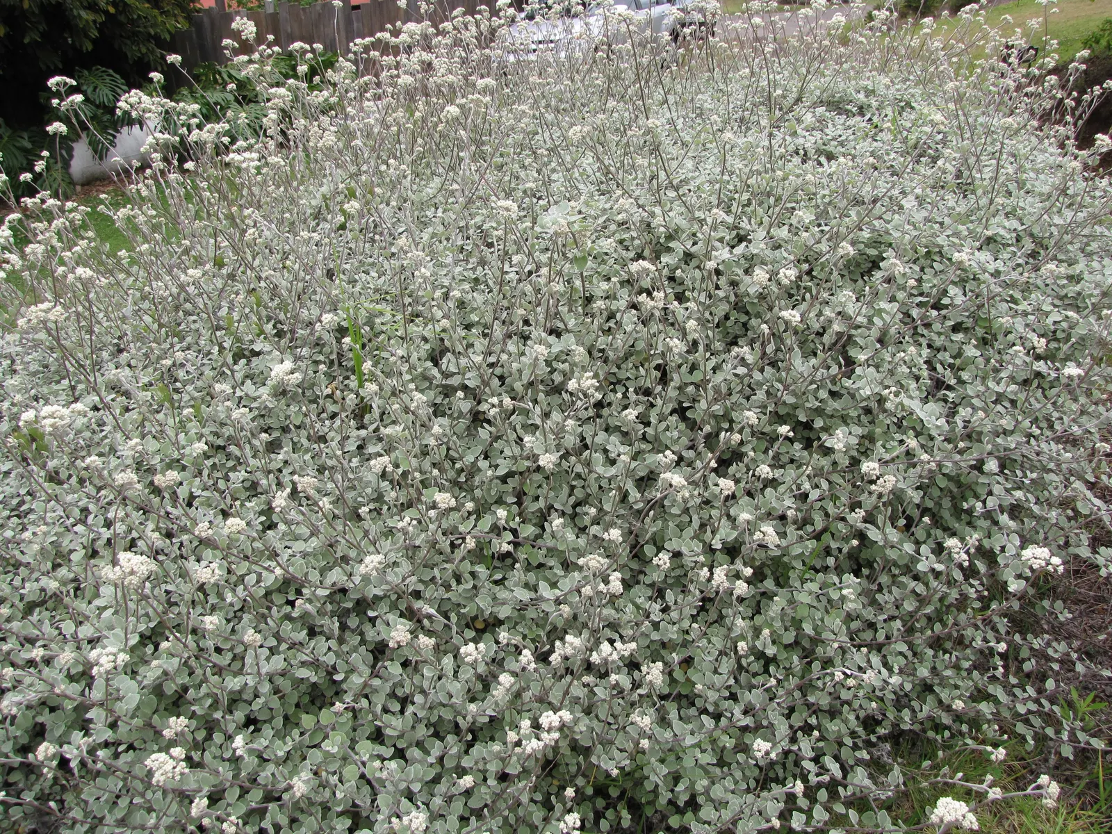 Licorice Plant (Helichrysum Petiolare) — making them ideal for hanging baskets; minimal pruning may be required to maintain shape, image 62