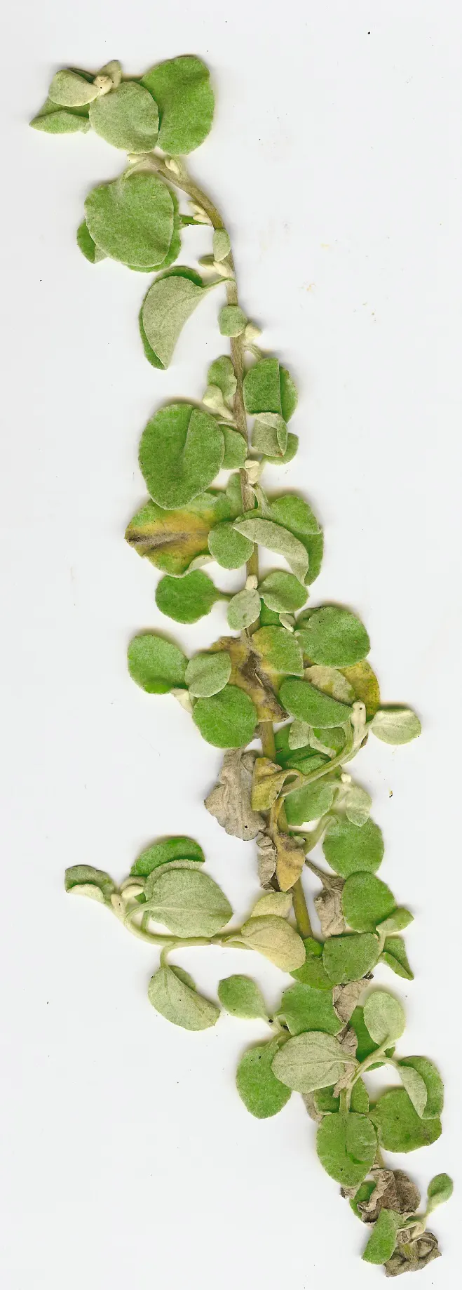 Licorice Plant (Helichrysum Petiolare) — botanically named Helichrysum petiolare; preferring full sun to partial shade