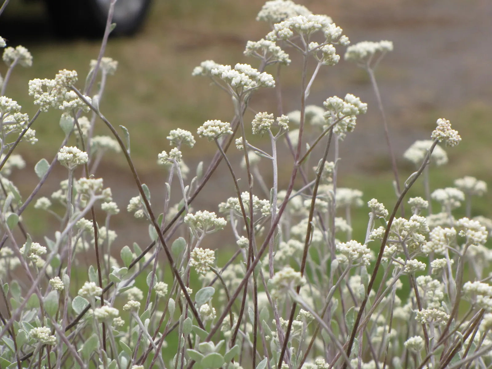Licorice Plant (Helichrysum Petiolare) — needing at least 6 hours of sun exposure per day to maintain the best foliage density and coloration
