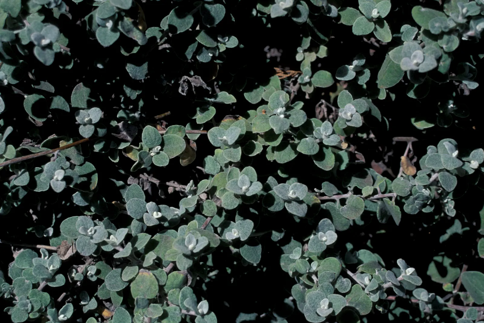 Licorice Plant (Helichrysum Petiolare) — Often reaching up to 2 feet tall and spreading 4 feet wide