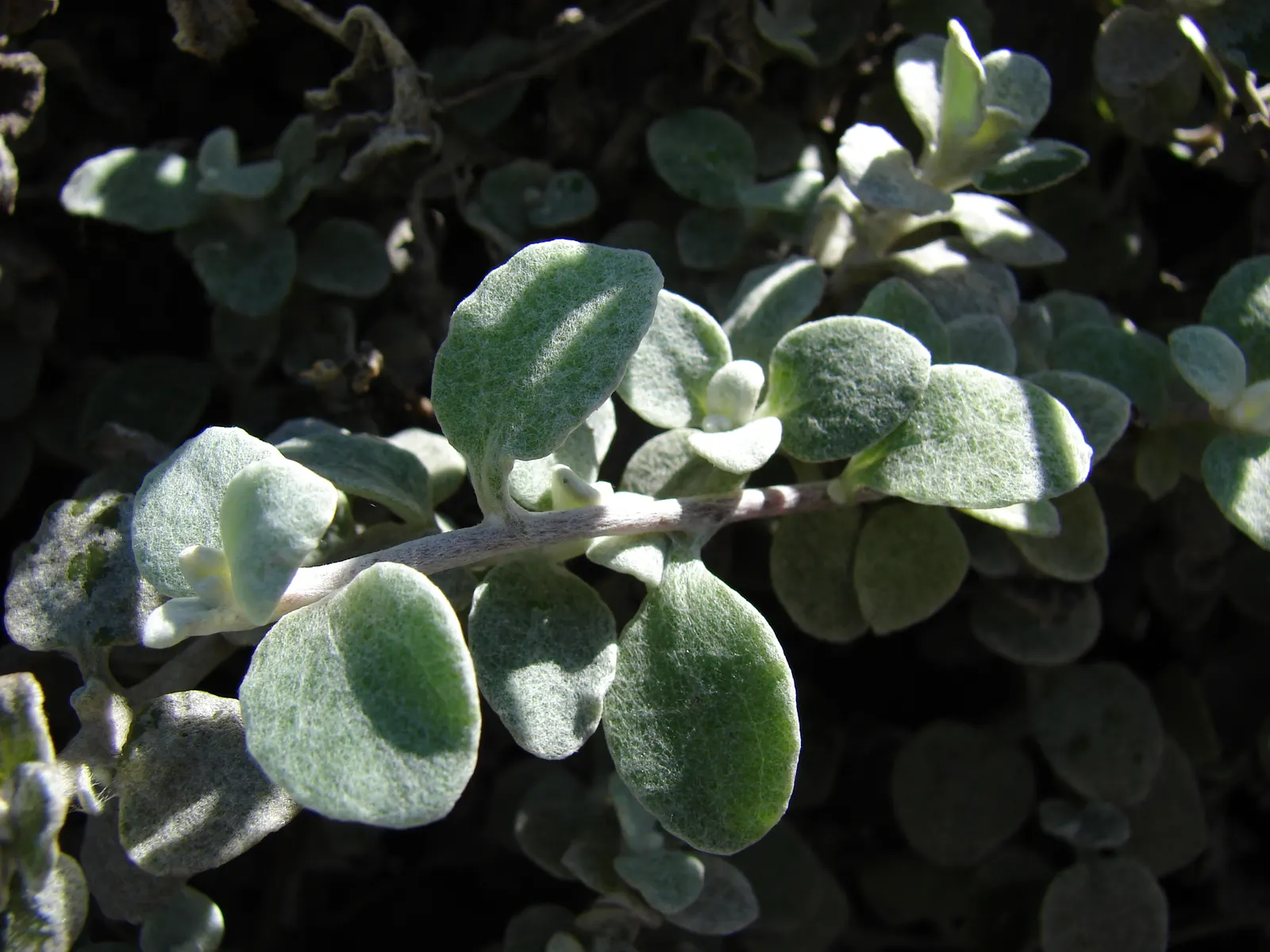 Licorice Plant (Helichrysum Petiolare) — it offers continuous visual interest and requires minimal care; and as ground cover to fill gaps or, image 54