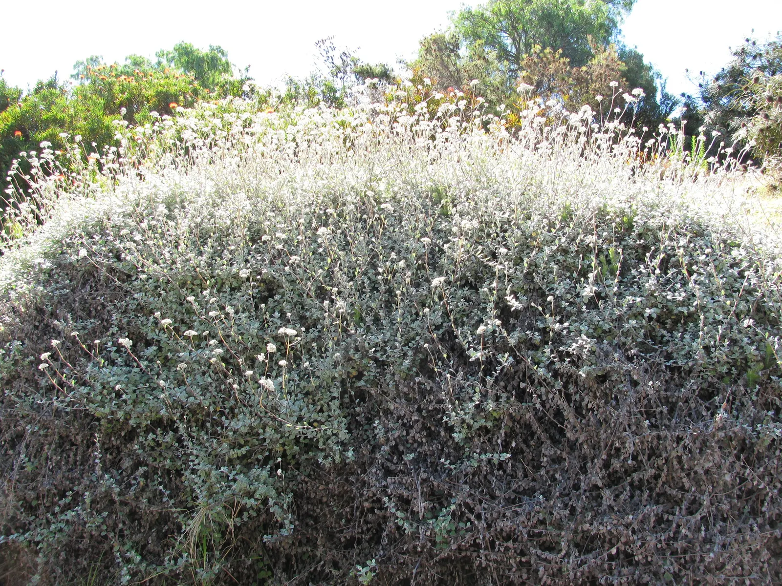 Licorice Plant (Helichrysum Petiolare) — its cascading habit makes it ideal for hanging baskets and borders