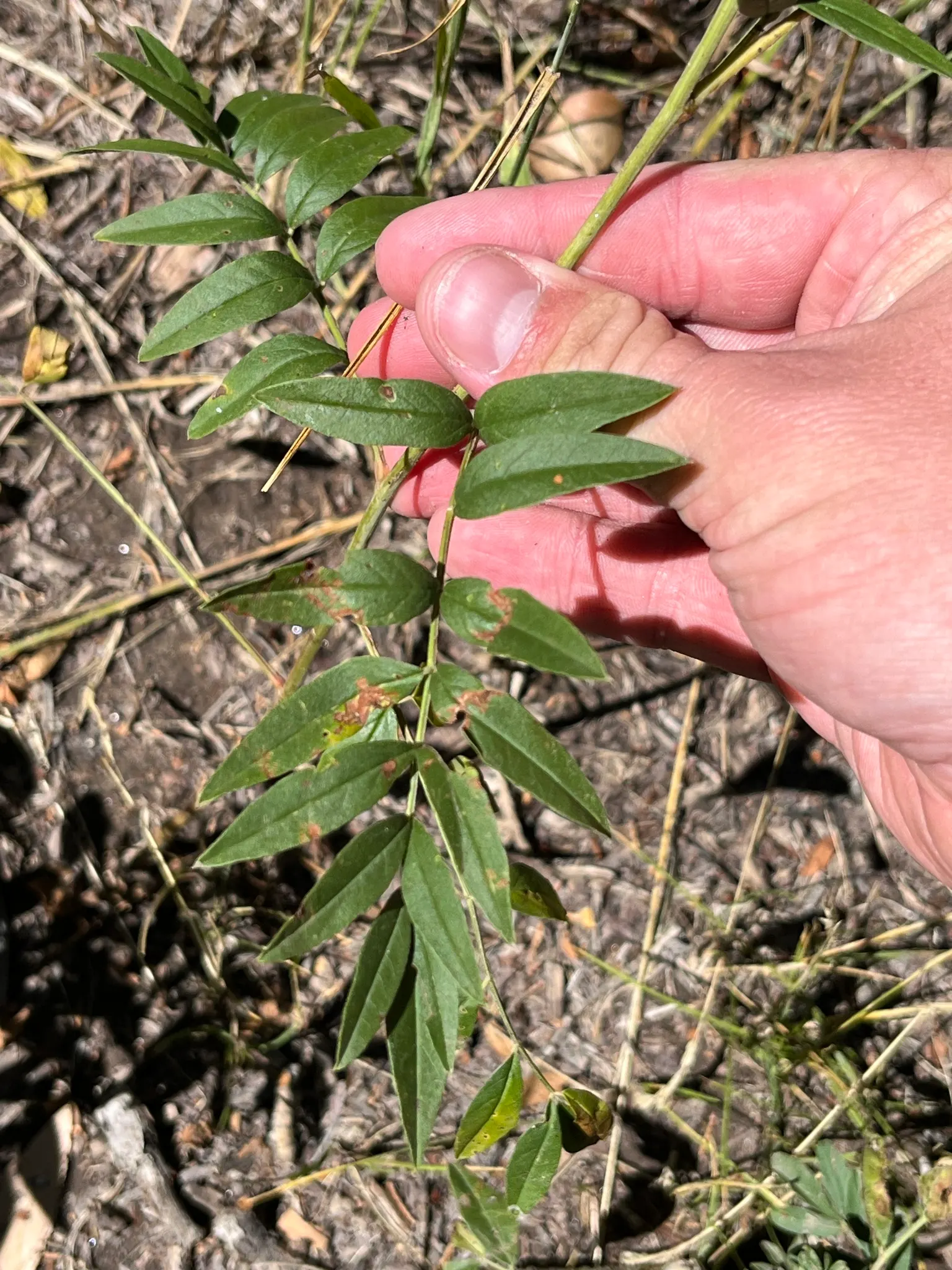 Licorice Plant (Helichrysum Petiolare) — making them ideal for hanging baskets