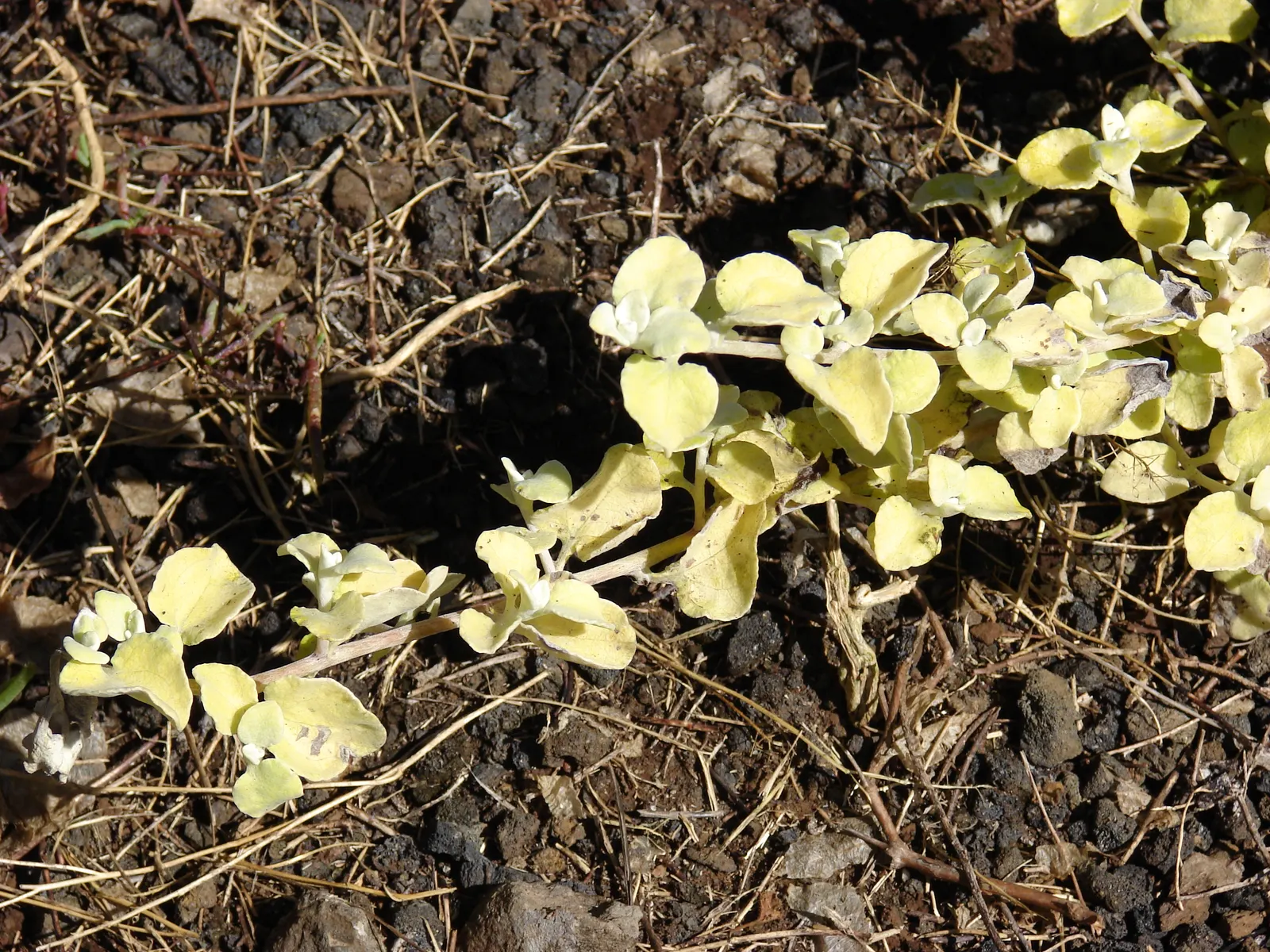 Licorice Plant (Helichrysum Petiolare) — Preferring full sun to partial shade; botanically named Helichrysum petiolare, image 53