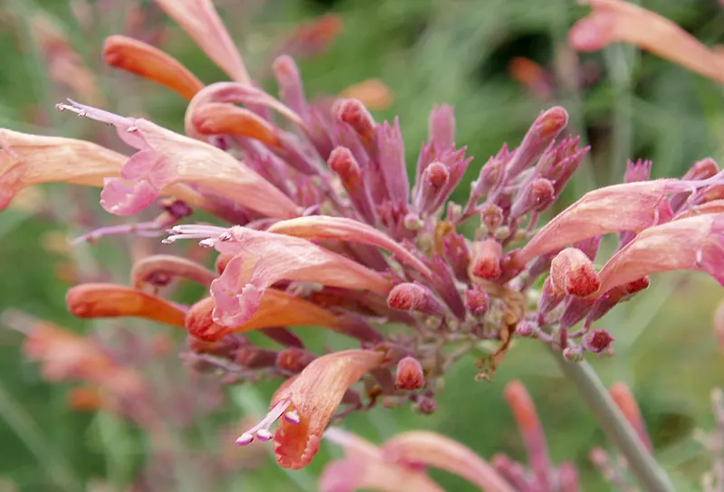 Licorice Plant (Helichrysum Petiolare) — It prefers well-drained soil and full to partial sunlight; due to its neutral tones and texture