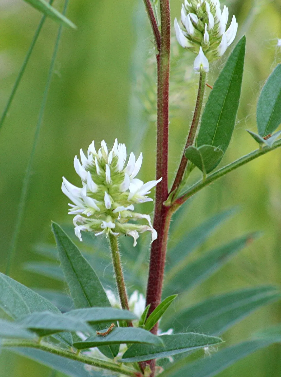 Licorice Plant (Helichrysum Petiolare) — typically reaching sizes of 2 to 4 feet in height and spreading to an expanse of 4 to 6 feet in width; soft-wooded