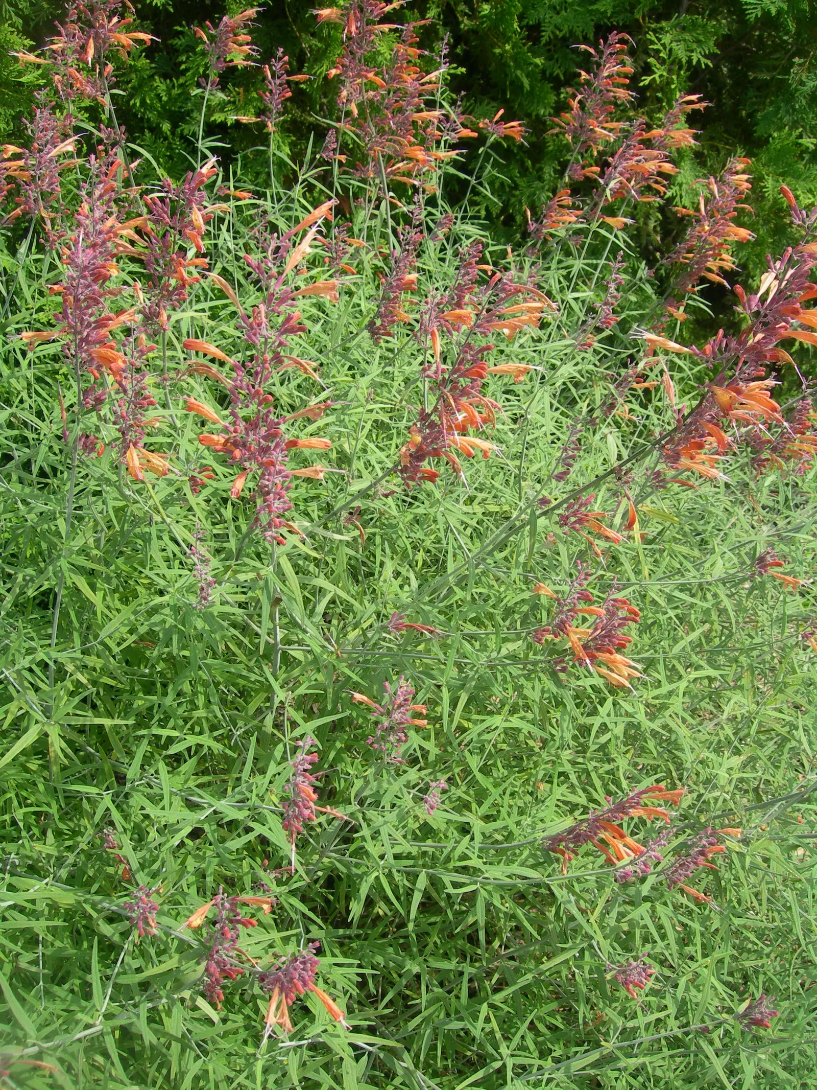 Licorice Plant (Helichrysum Petiolare) — Helichrysum petiolare thrives in USDA hardiness zones 9 to 11; cascade perfectly over edges
