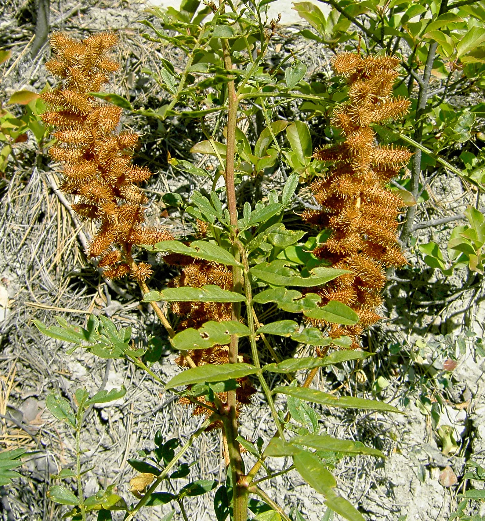 Licorice Plant (Helichrysum Petiolare) — cascade perfectly over edges; helichrysum petiolare thrives in USDA hardiness zones 9 to 11