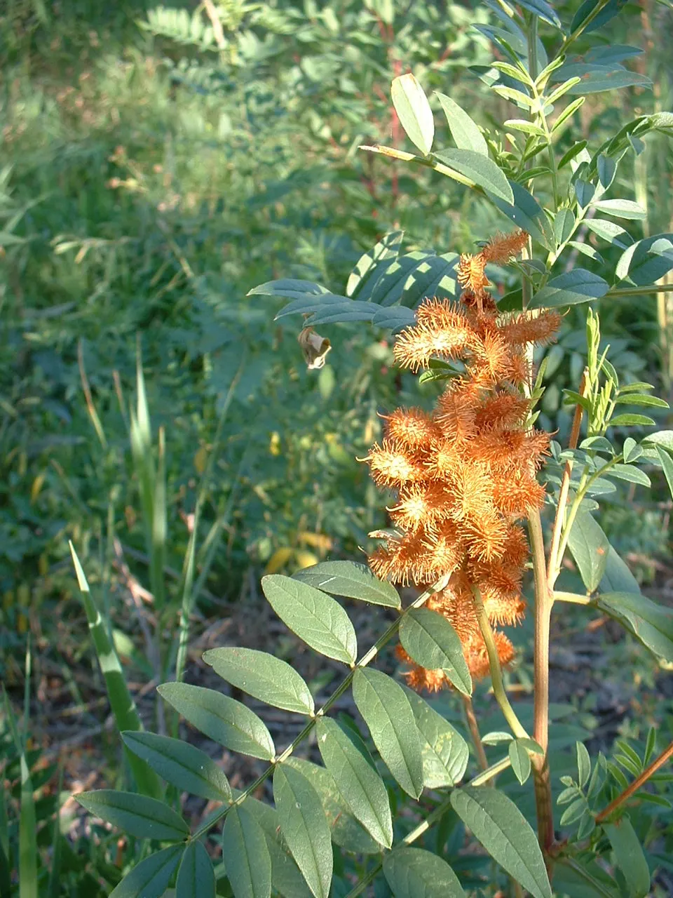 Licorice Plant (Helichrysum Petiolare) — and as ground cover to fill gaps or cascade over walls and terraces.<br><br>Originating from South Africa; it offers