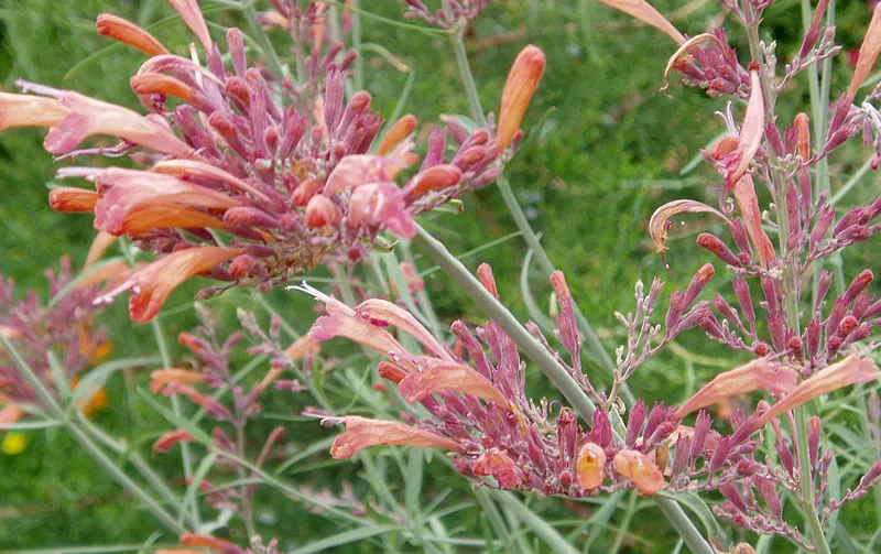 Licorice Plant (Helichrysum Petiolare) — needing at least 6 hours of sun exposure per day to maintain the best foliage density and coloration; often reaching