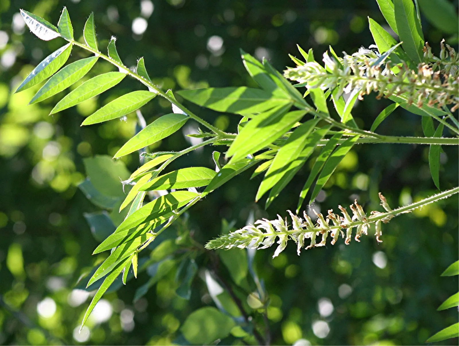 Licorice Plant (Helichrysum Petiolare) — making them ideal for hanging baskets; minimal pruning may be required to maintain shape