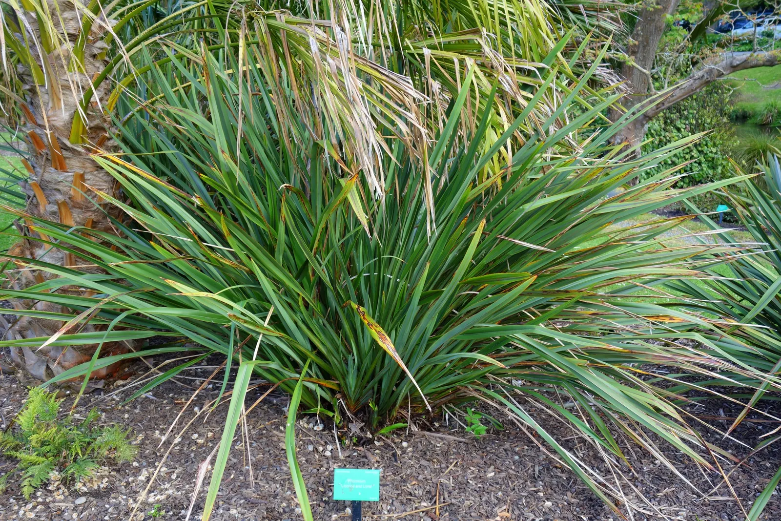 Licorice Plant (Helichrysum Petiolare) — due to its neutral tones and texture; it prefers well-drained soil and full to partial sunlight
