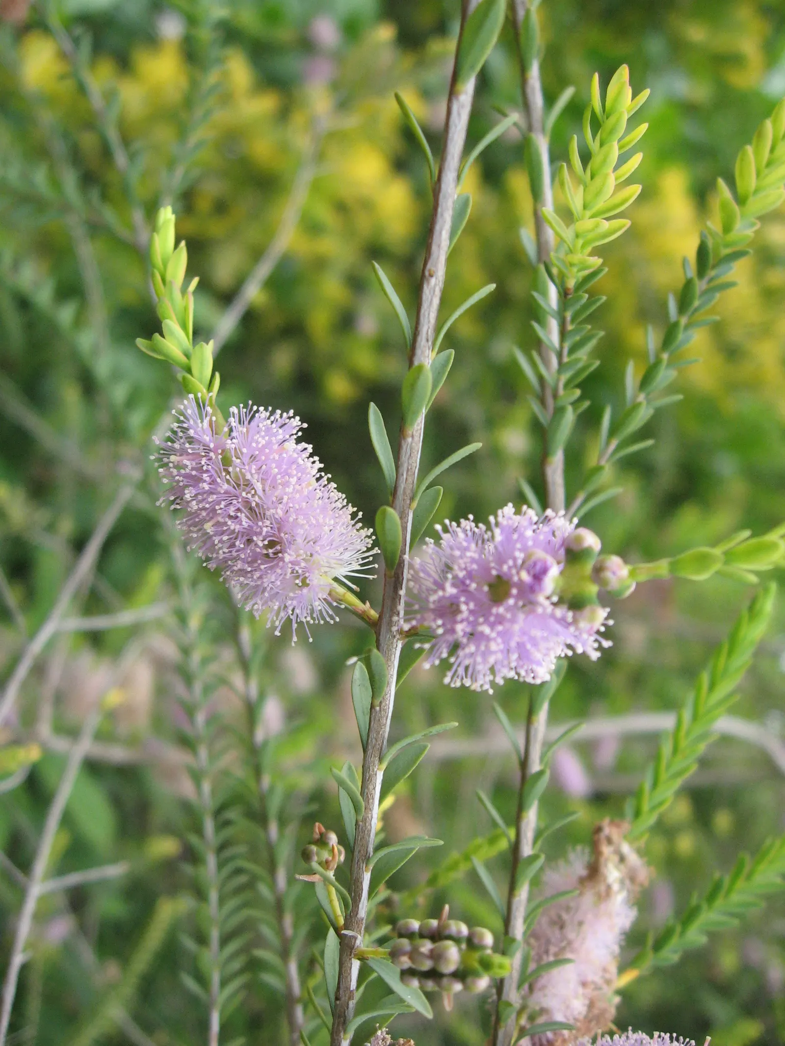 Lilac Or Totem Poles Melaleuca (Melaleuca Decussata) — commonly referred to as the Lilac or Totem Pole Melaleuca