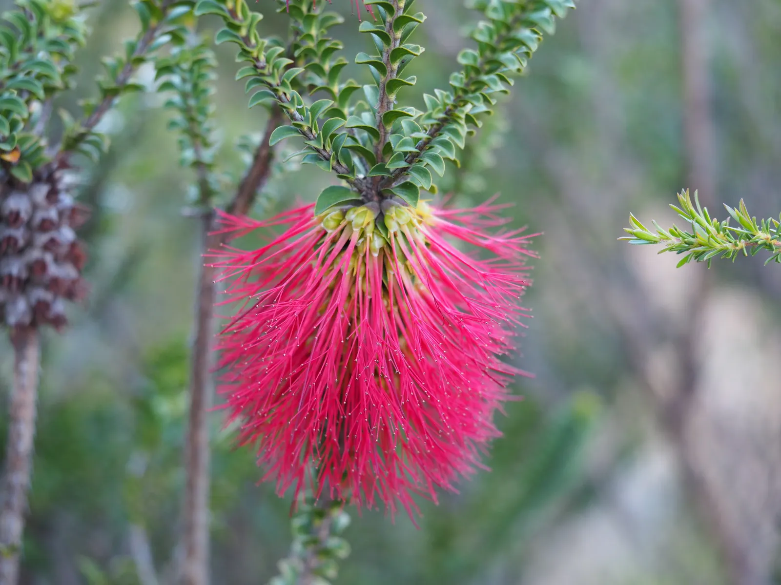 Lilac Or Totem Poles Melaleuca (Melaleuca Decussata) — is an Australian native characterized by its unique