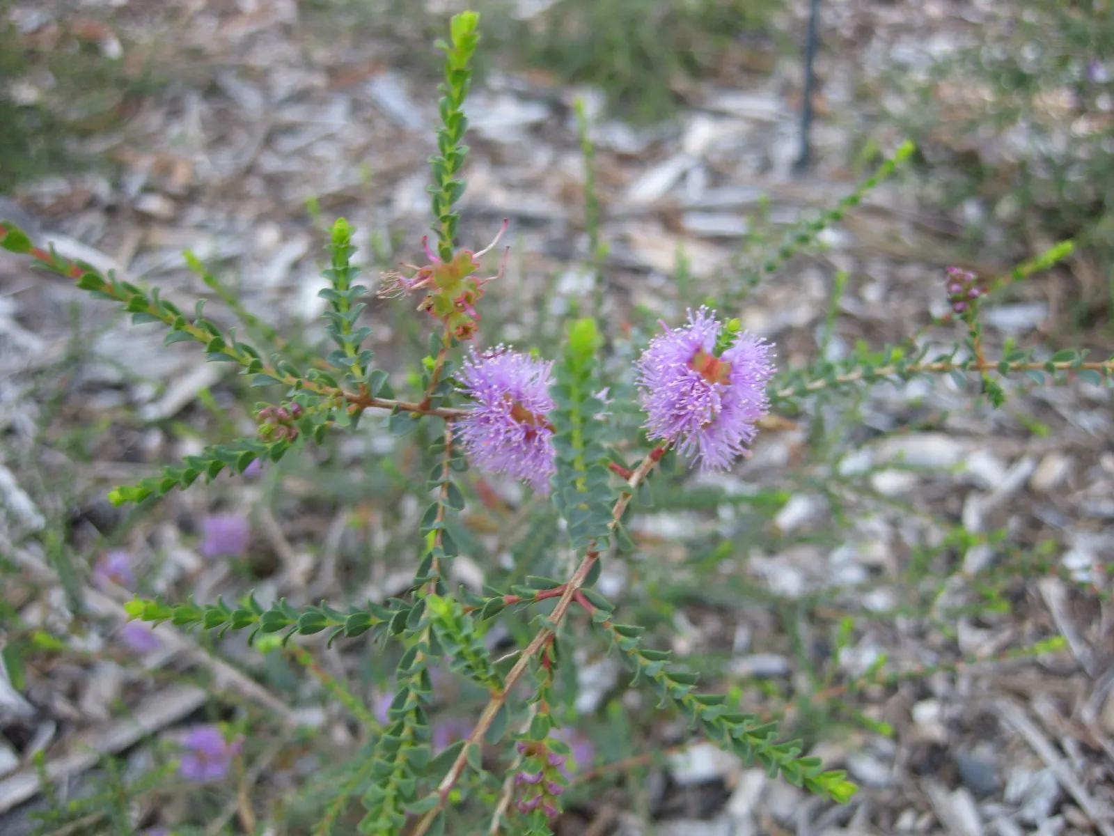 Lilac Or Totem Poles Melaleuca (Melaleuca Decussata) — columnar form reaching heights of 5-7 ft