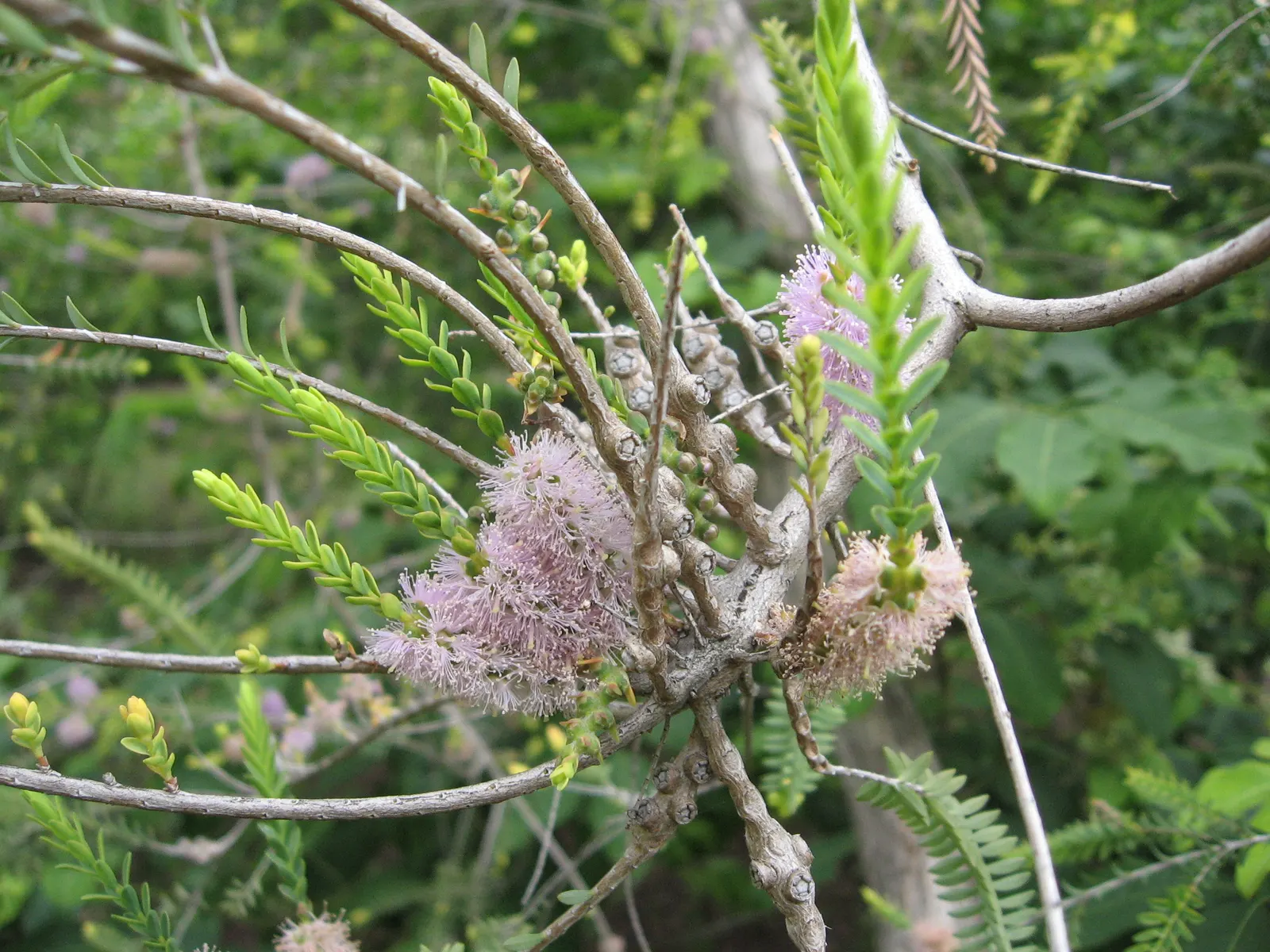 Lilac Or Totem Poles Melaleuca (Melaleuca Decussata) — or the Totem Poles Melaleuca