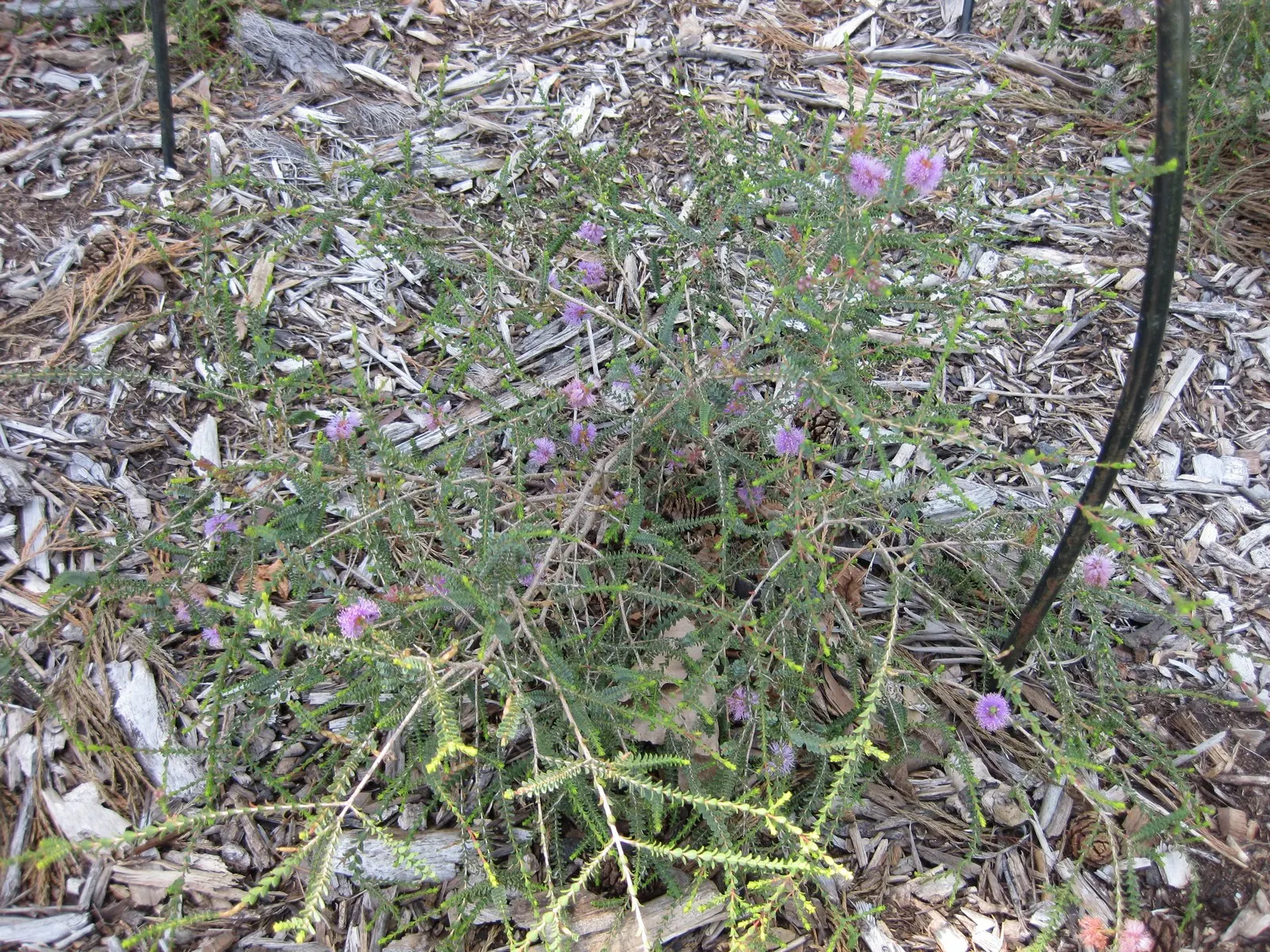 Lilac Or Totem Poles Melaleuca (Melaleuca Decussata) — This evergreen shrub displays blue-green, decussate leaves and profuse purple flowers in summer