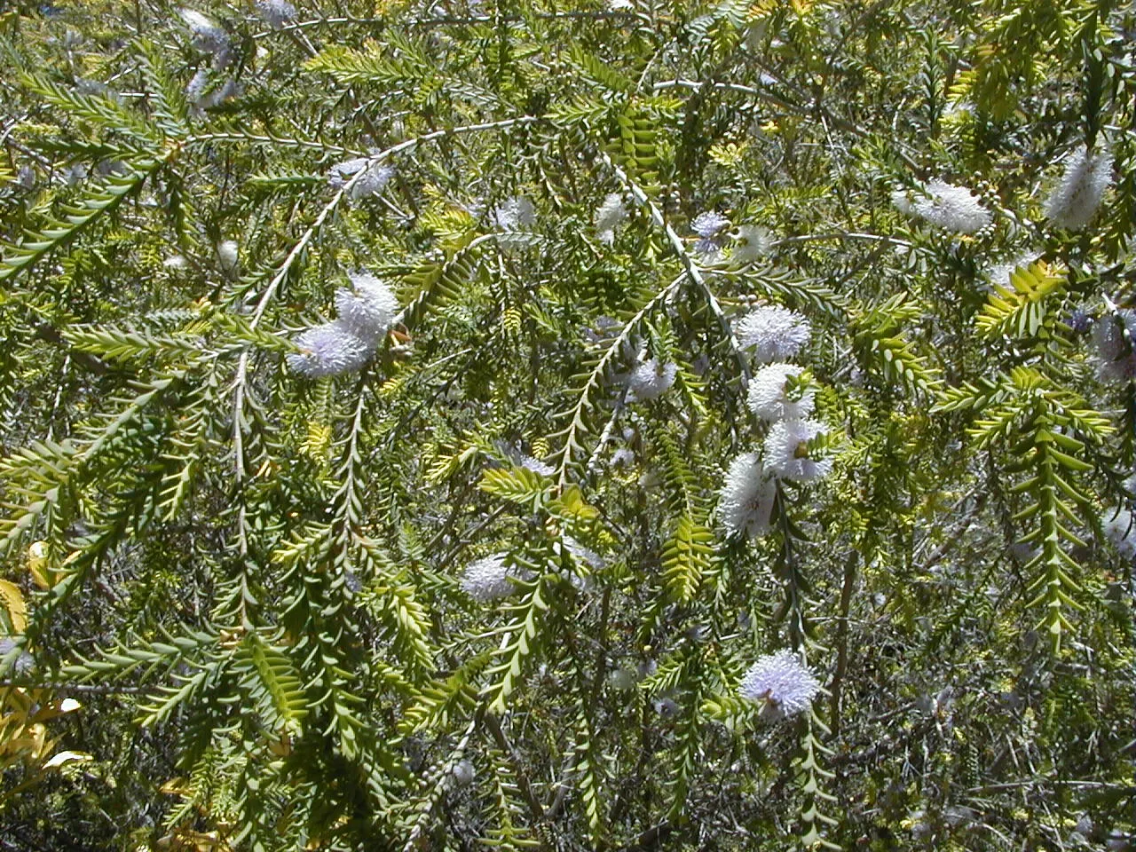 Lilac Or Totem Poles Melaleuca (Melaleuca Decussata) — Ideal for tight spaces, it requires minimal maintenance, making it perfect for modern, low-water